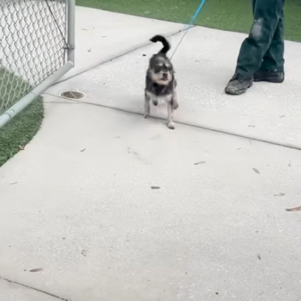 man with a dog on a leash