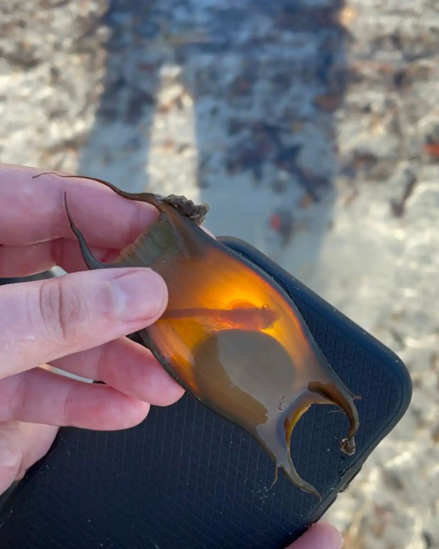 mermaid's purse found