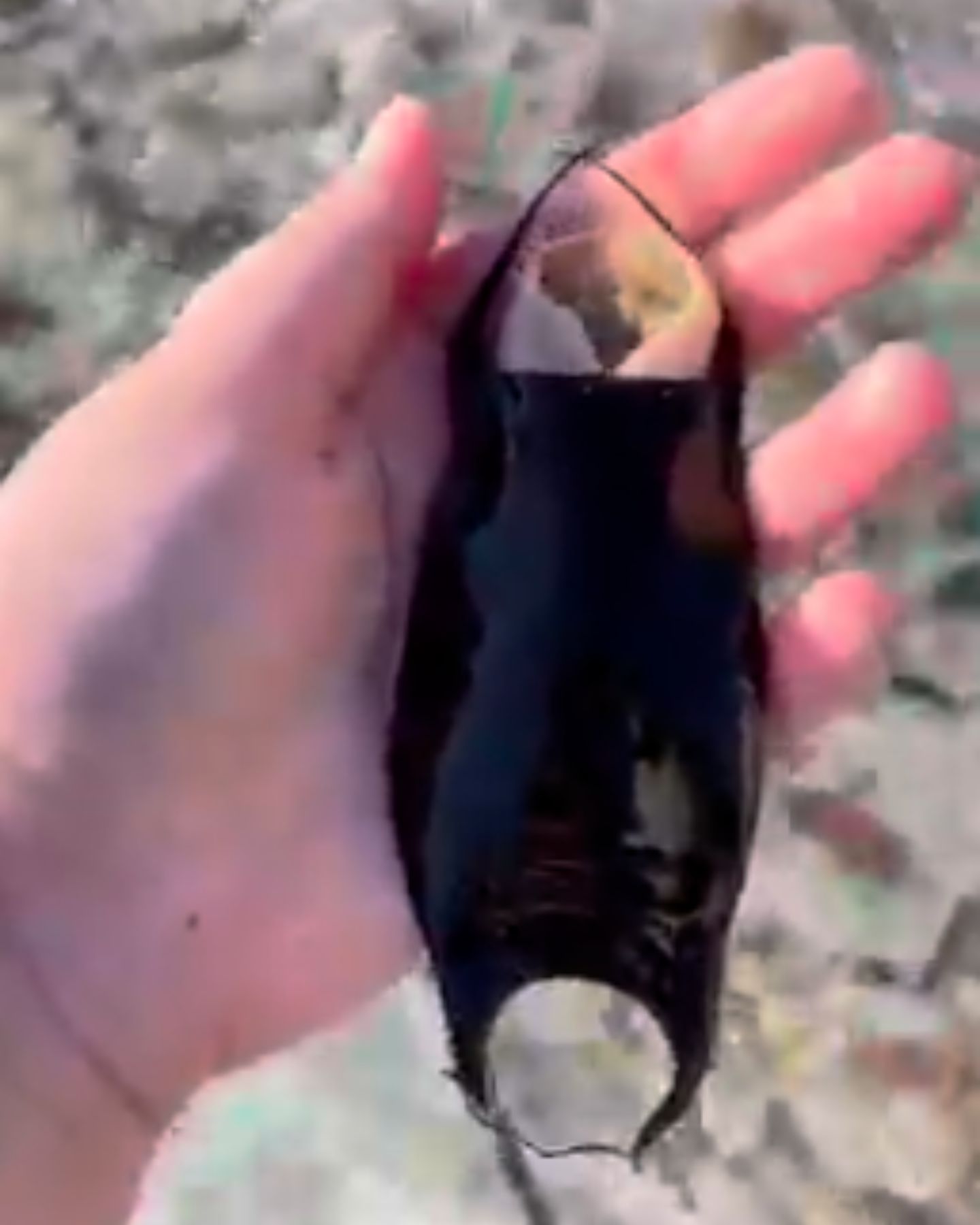 mermaid's purse in hands
