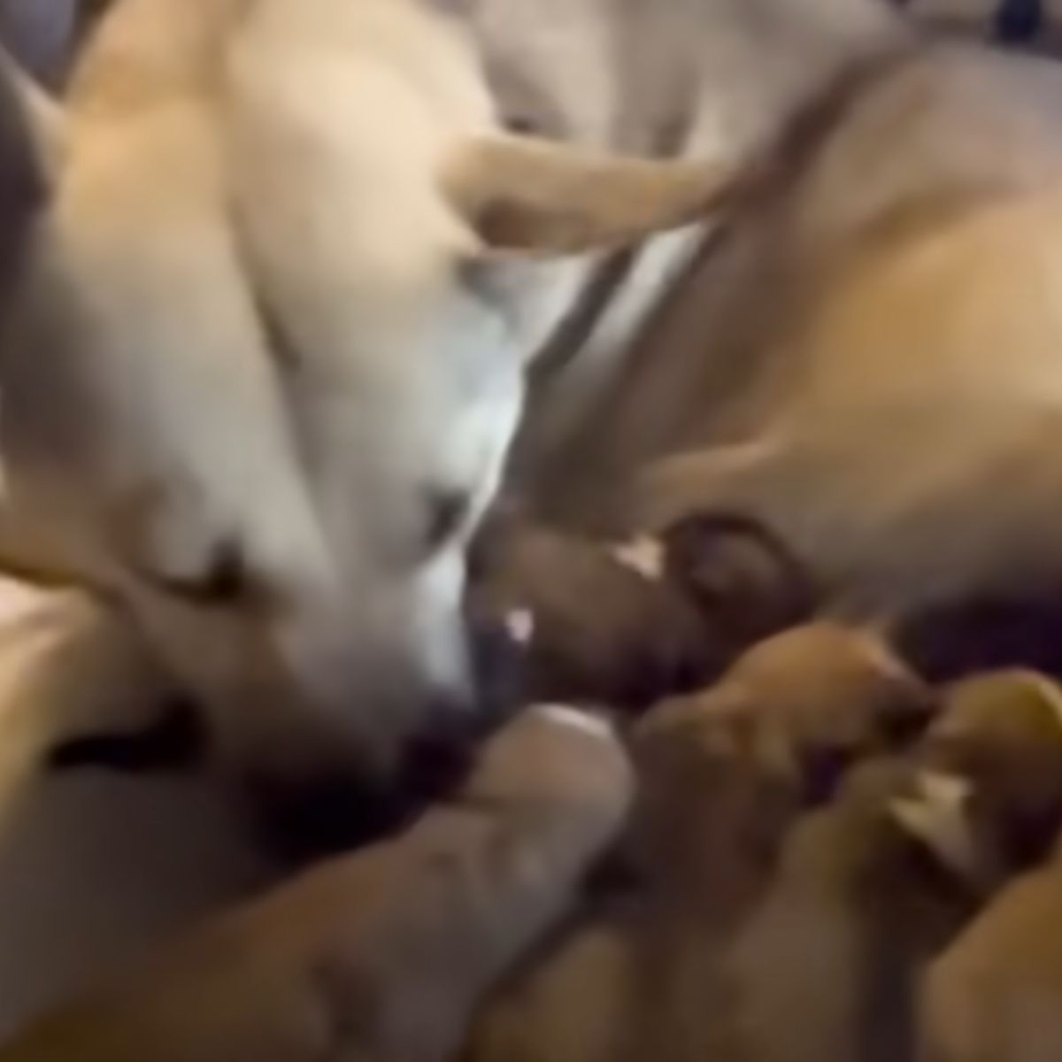 mom dog with her babies