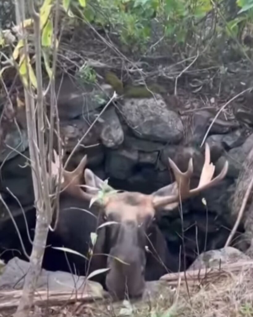 moose stuck in a well
