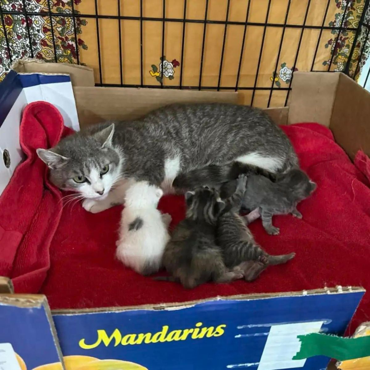 mother cat and kittens rescued