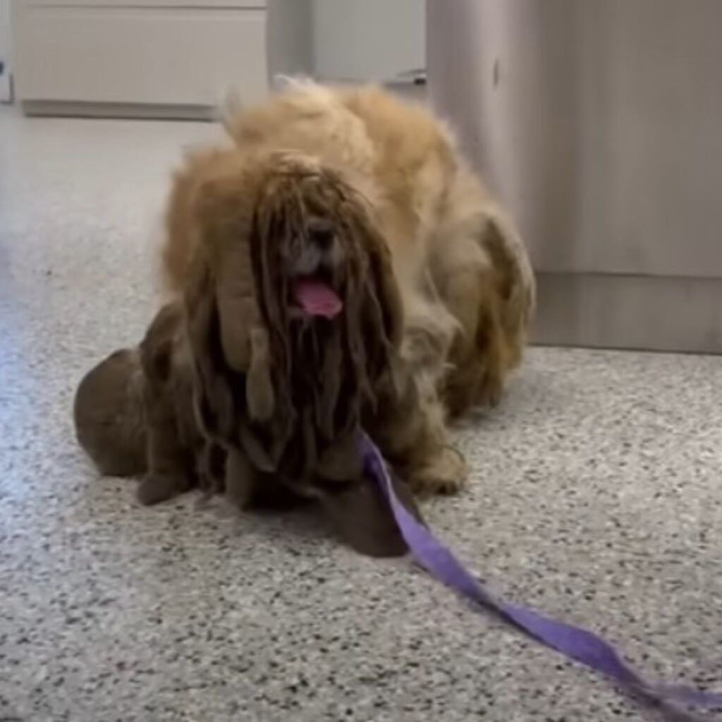 neglected dog on a leash