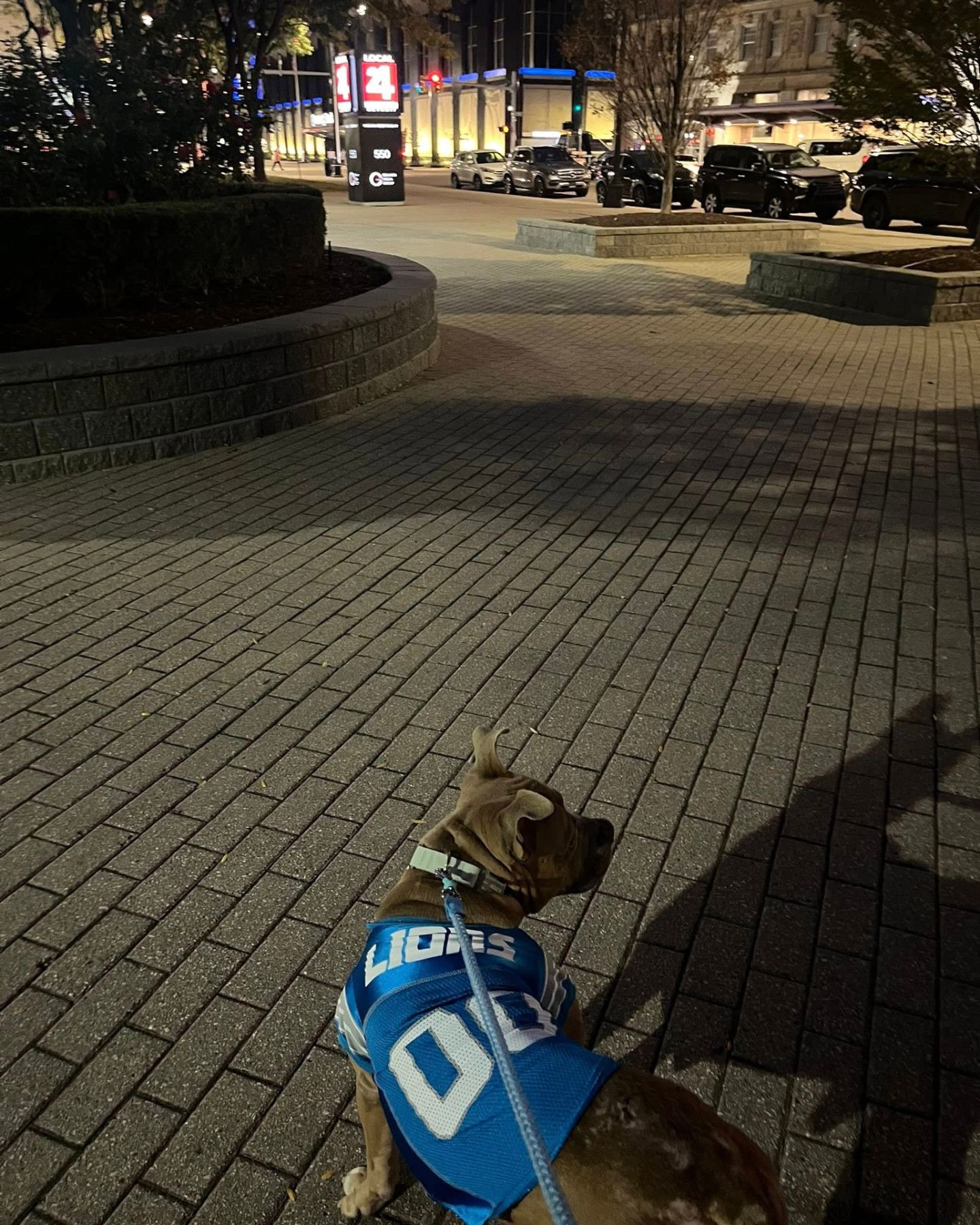 neglected pup rescued walks through town