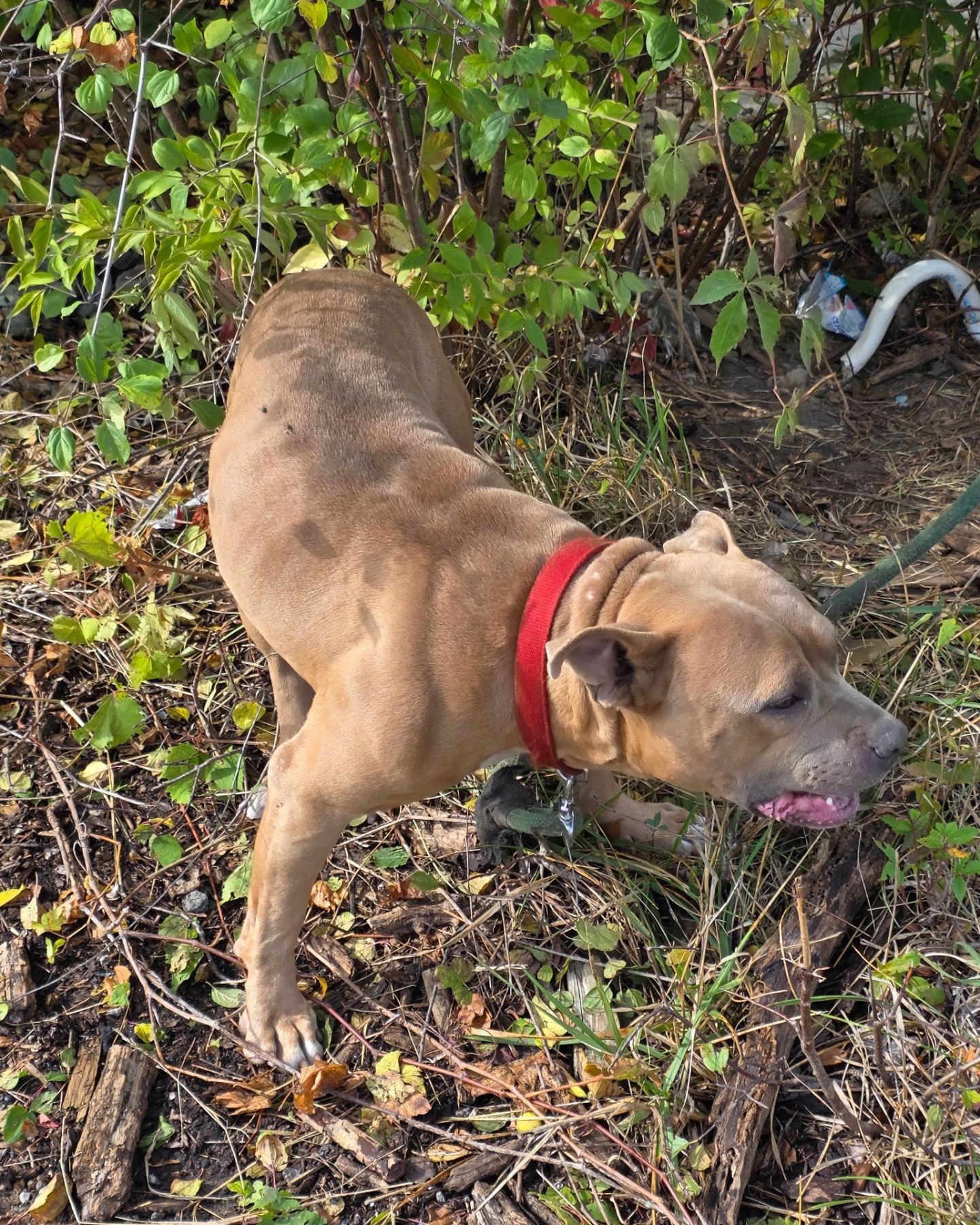 neglected pup tied to fire hydrant