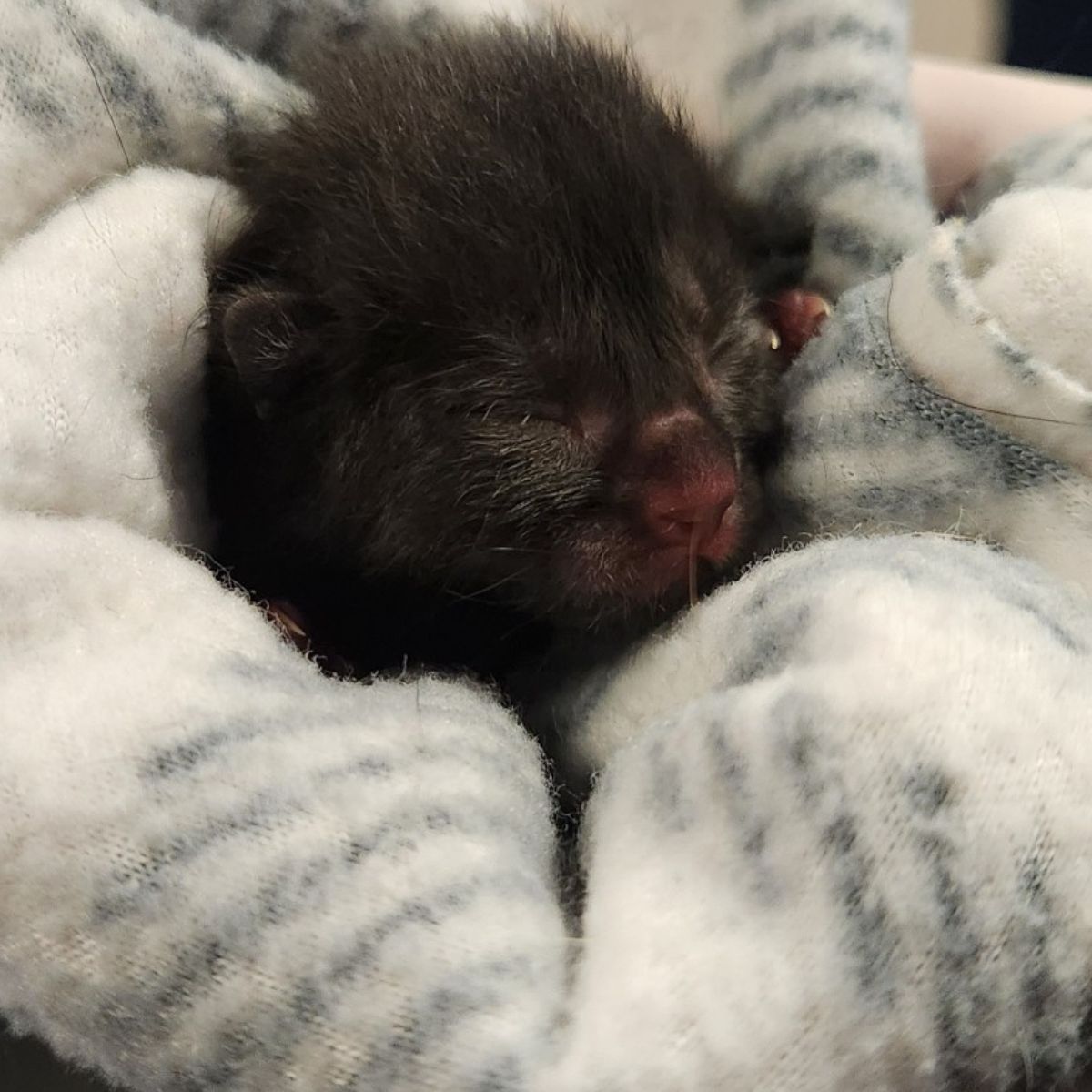 newborn black kitten