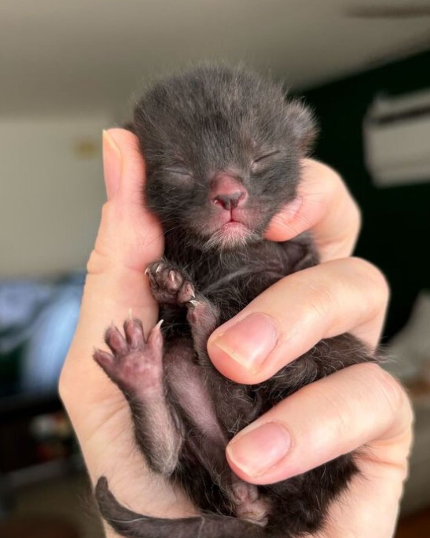 newborn black kitten