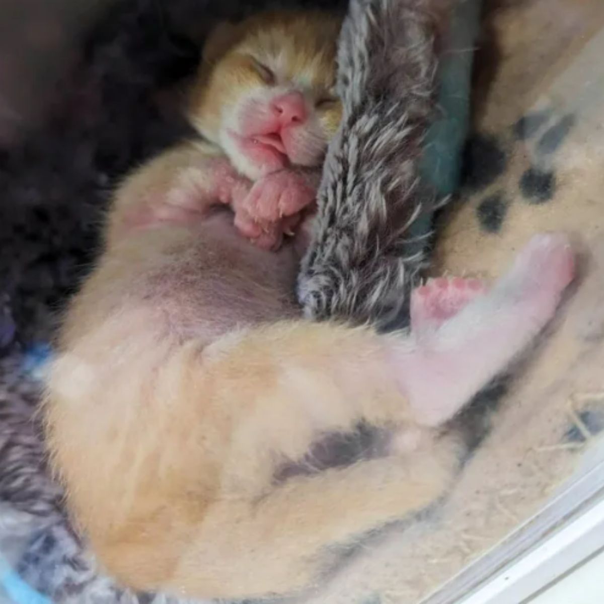 newborn ginger kitten