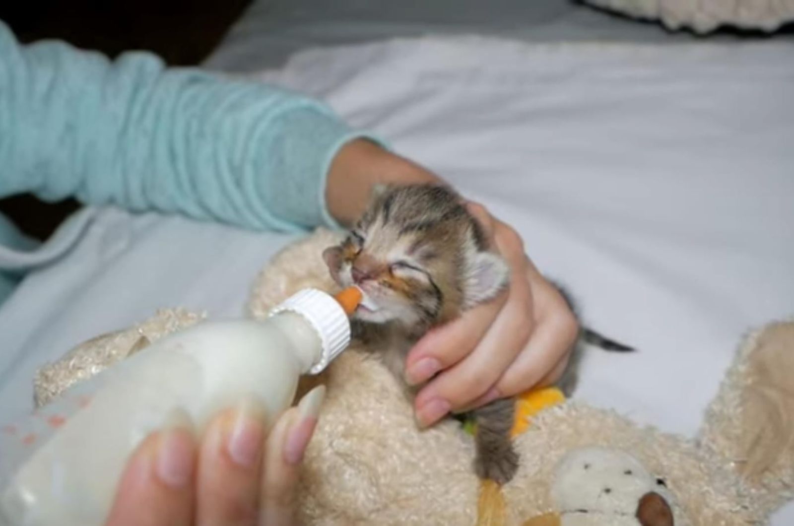 newborn kitten drinks milk