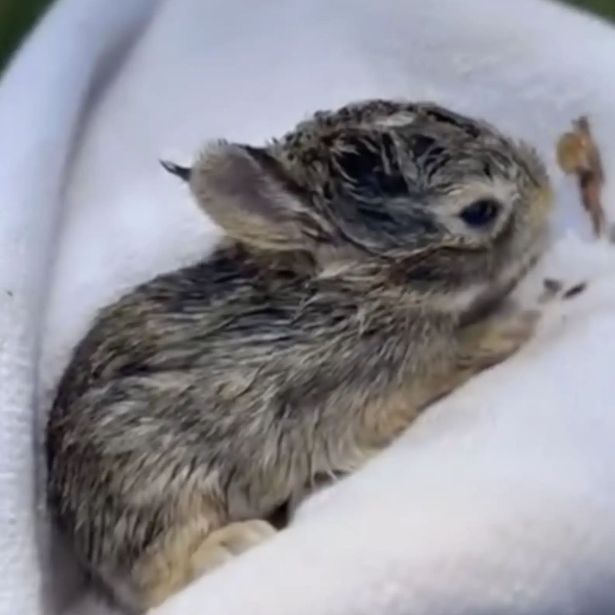 newborn rabbit