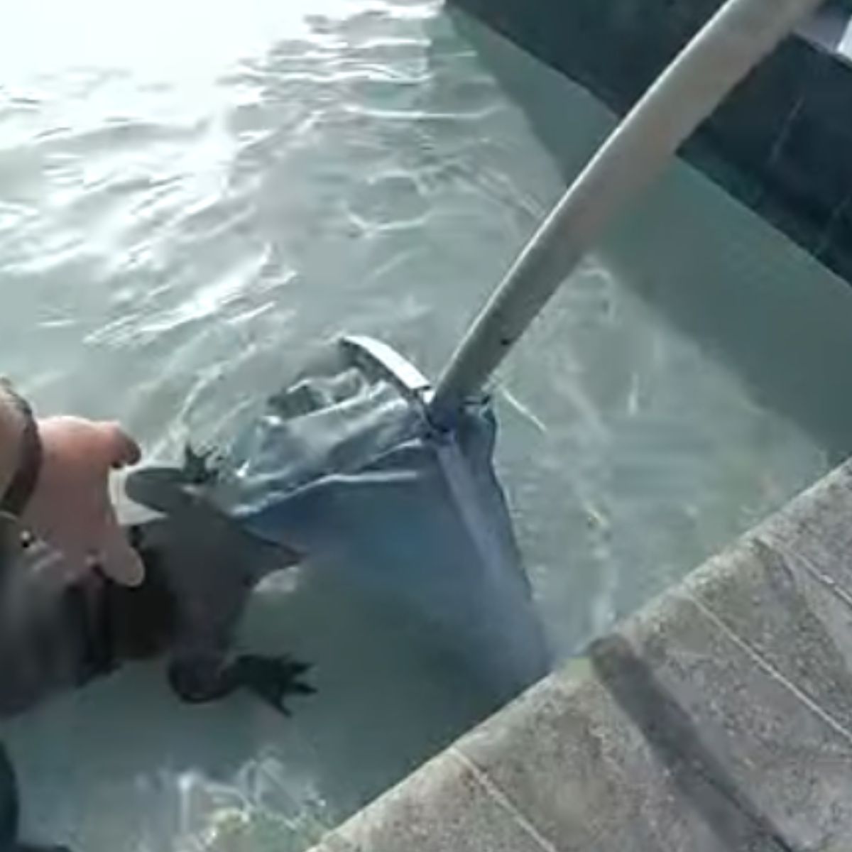 officer removes alligator from pool