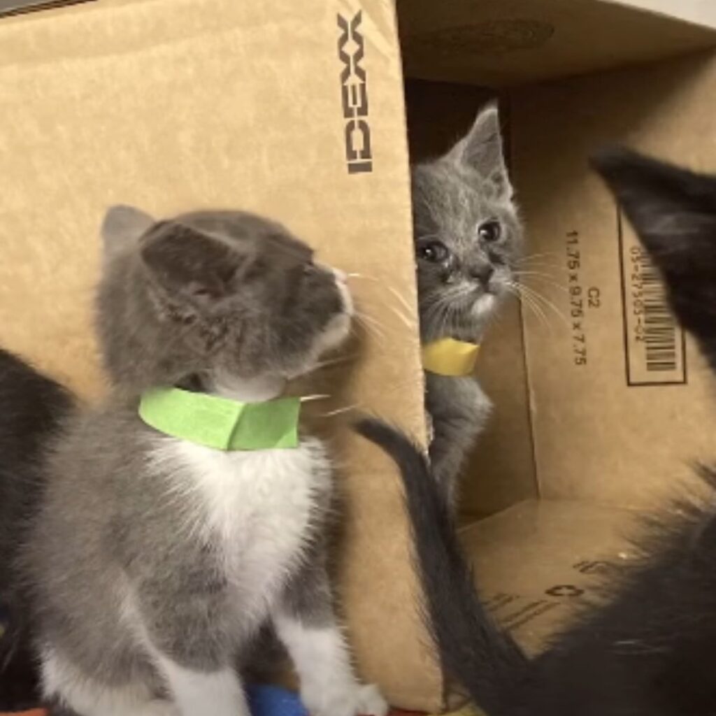 one cat in a cardboard box, another next to it