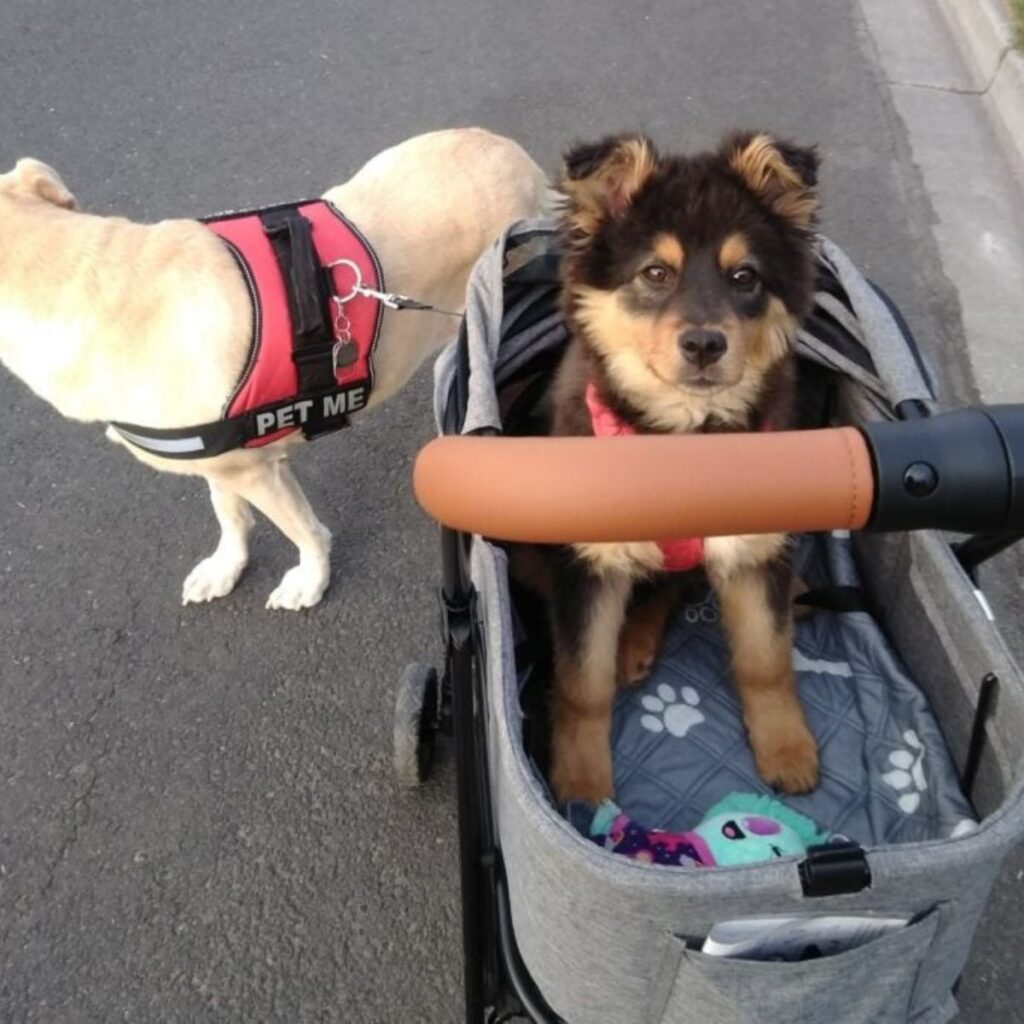 one dog in a stroller, another standing next to them