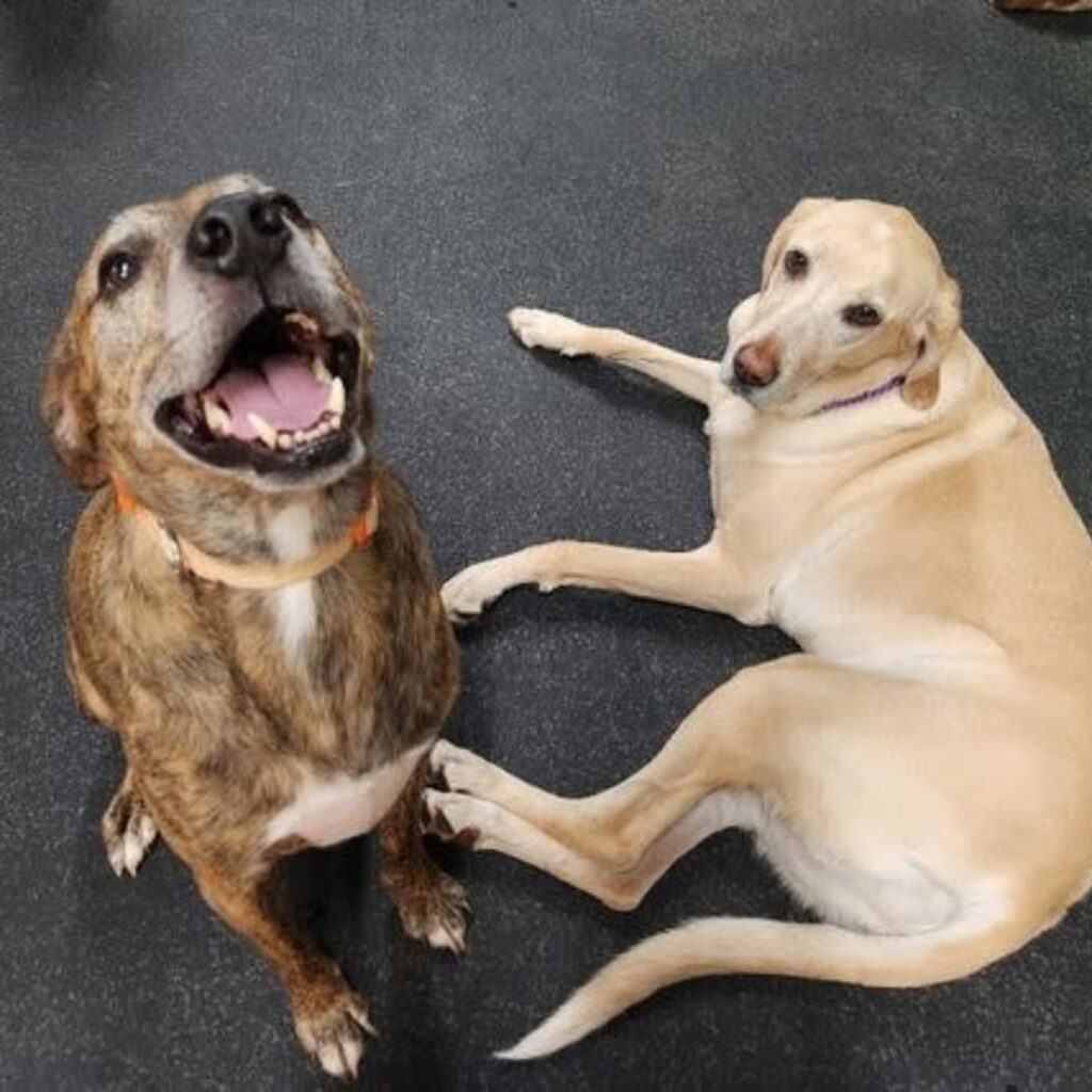 one dog is lying down, the other is sitting and laughing