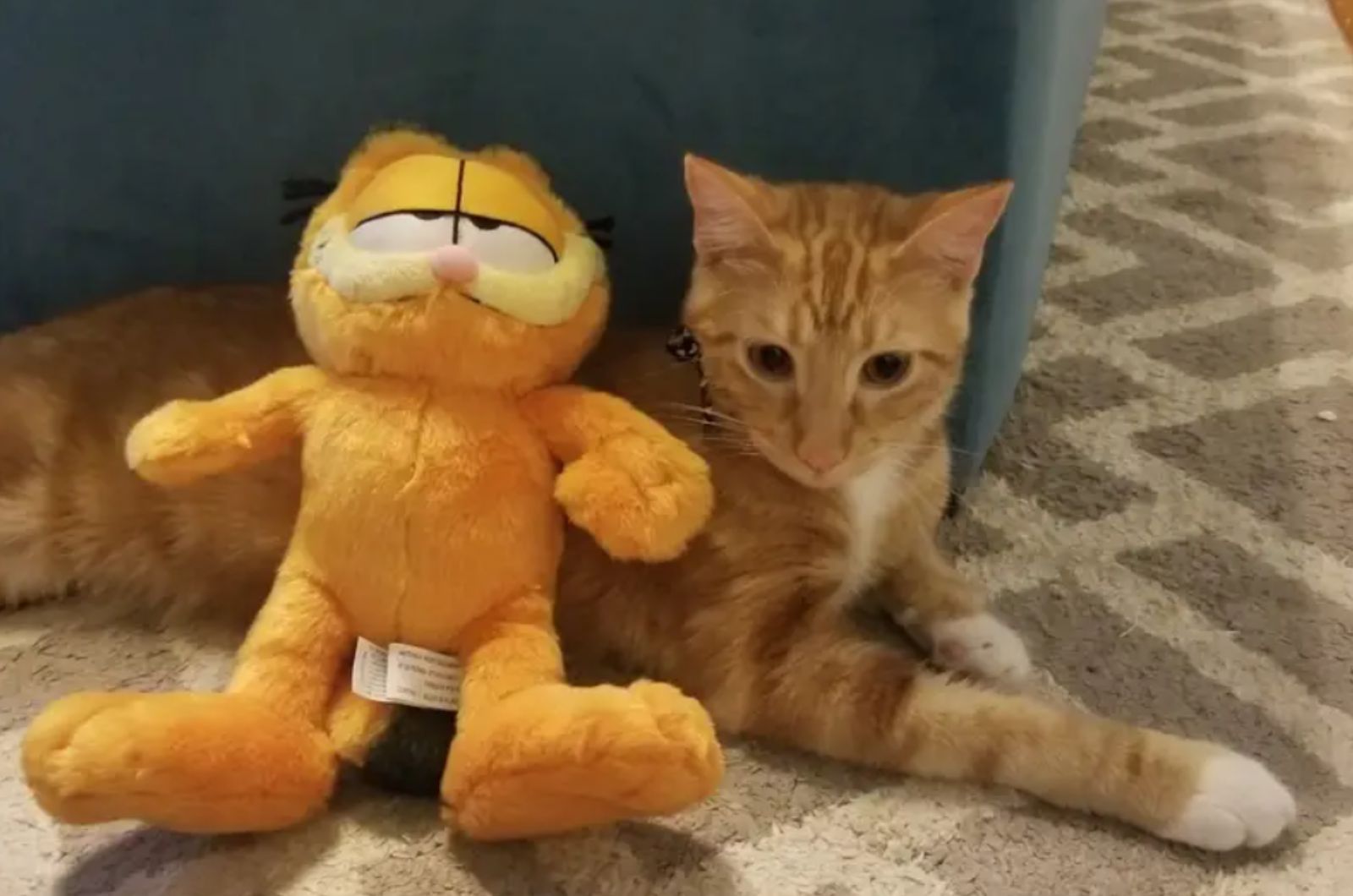 orange cat with teddy bear