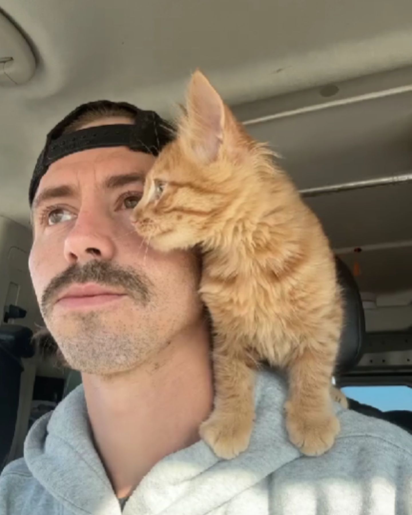 orange kitten on man's shoulder