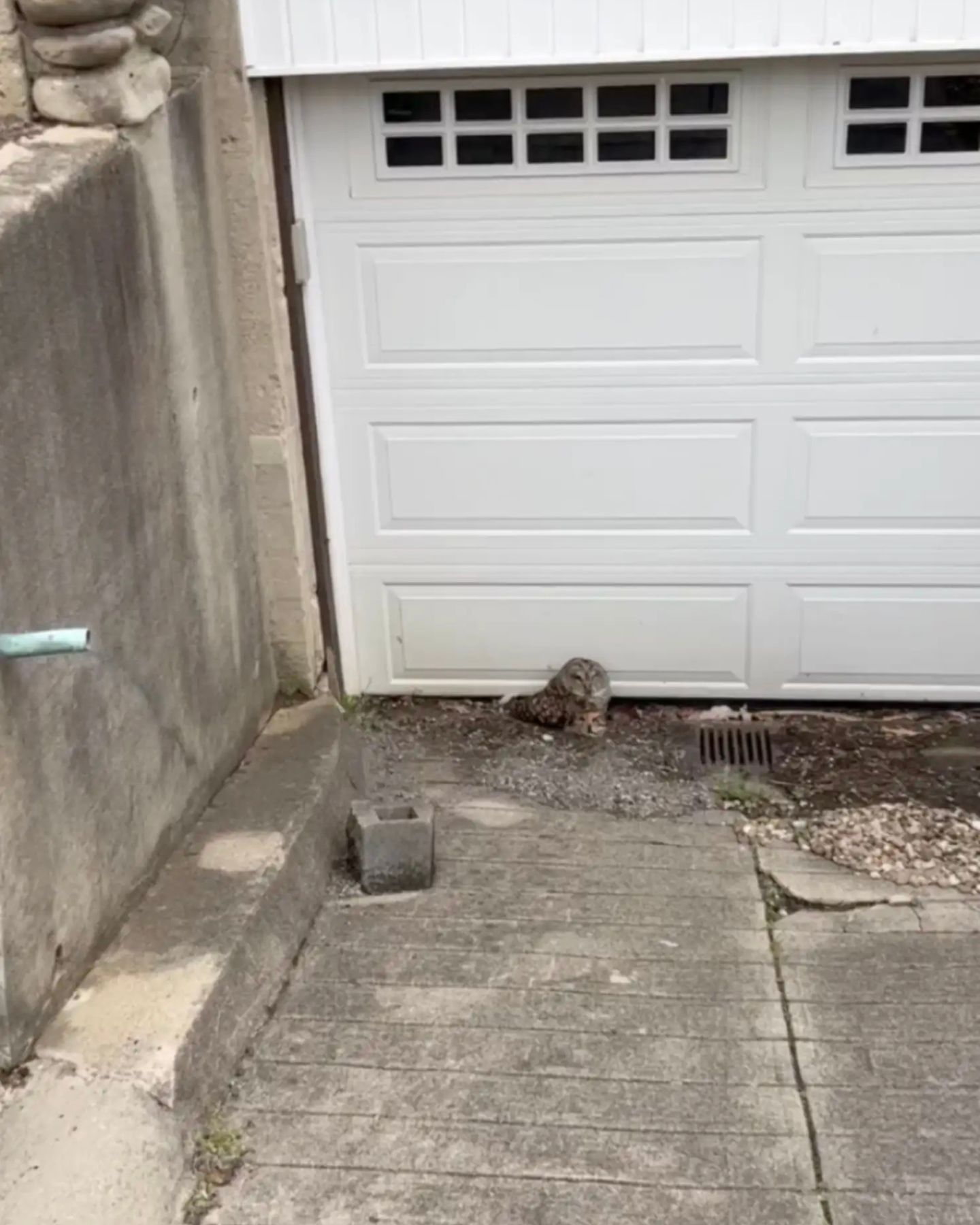 owl by garage door