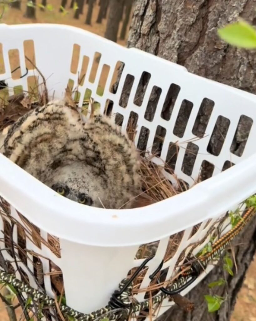 owl in a plastic basket