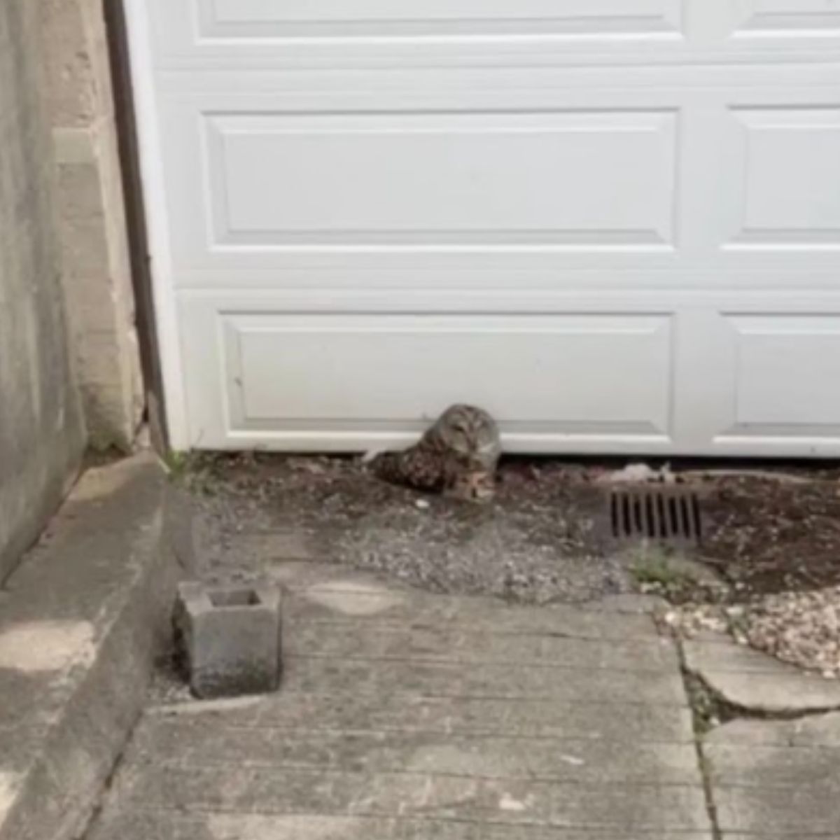 owl peeking by garage door
