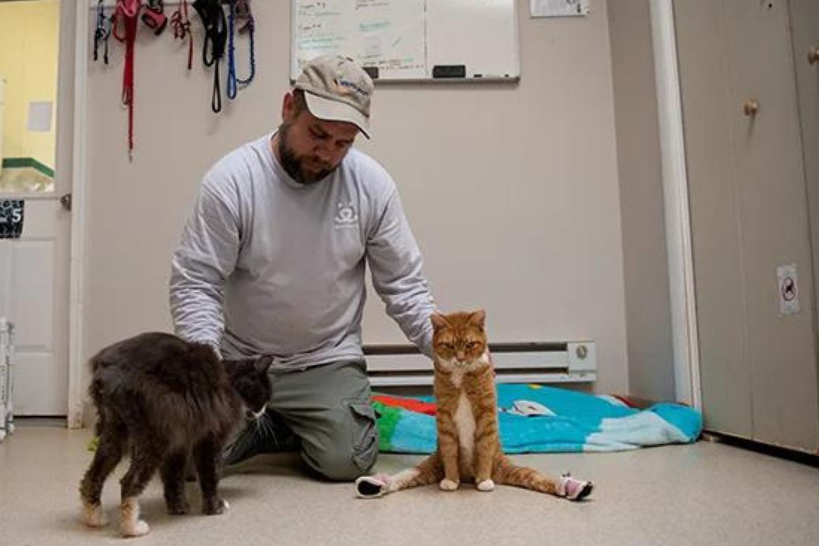 paralyzed cat sits at the vet