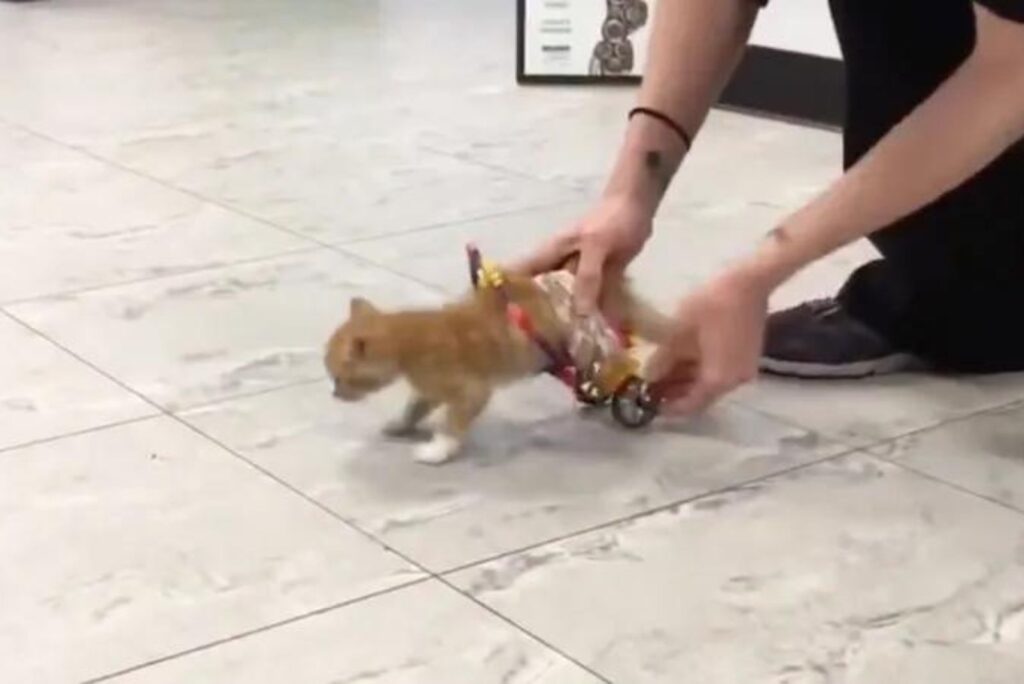 paralyzed cat with wheelchair