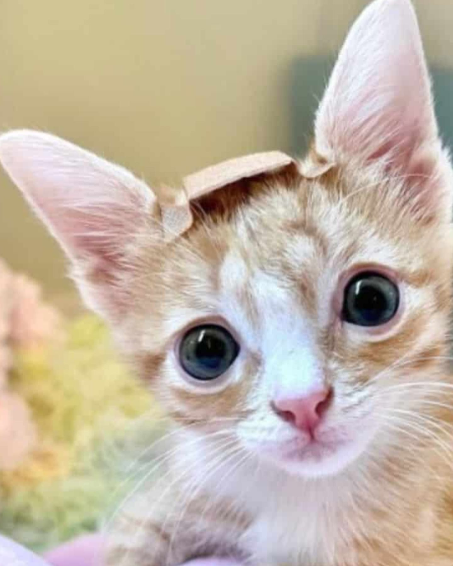 patch on the cat's head