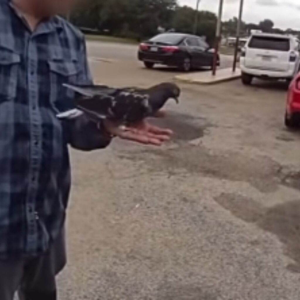 pigeon on a man's palm