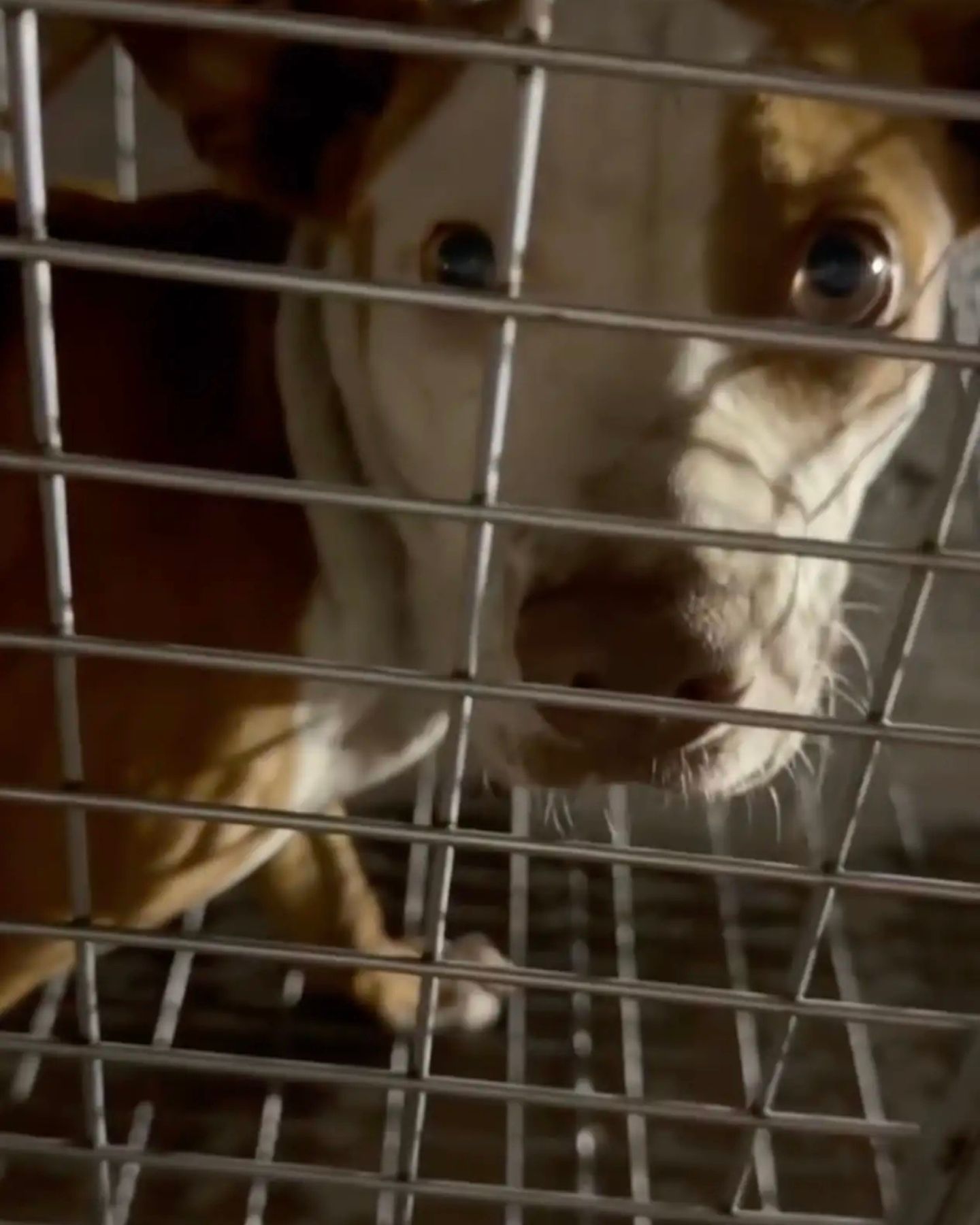 pittie in a cage