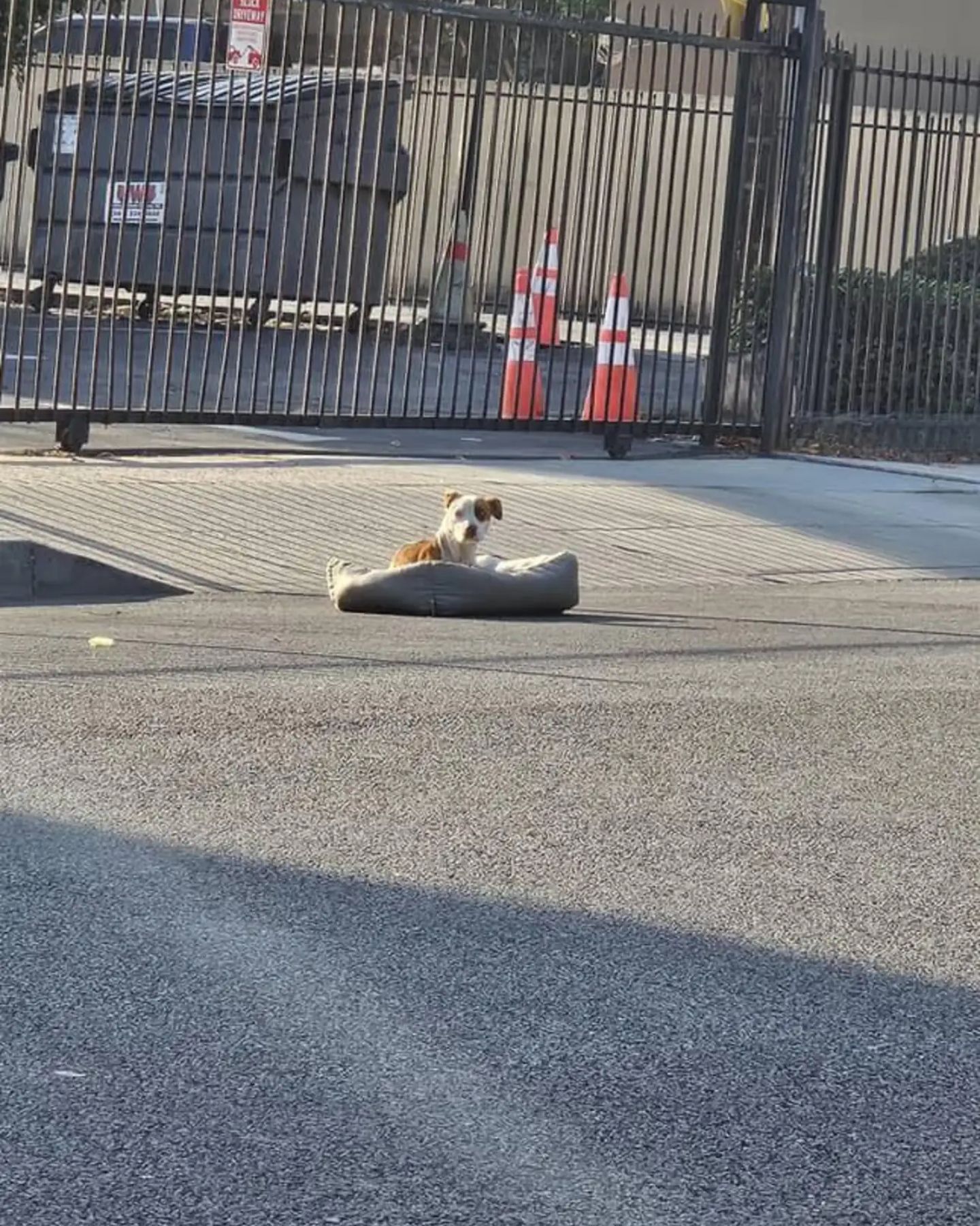 pittie in the middle of the road