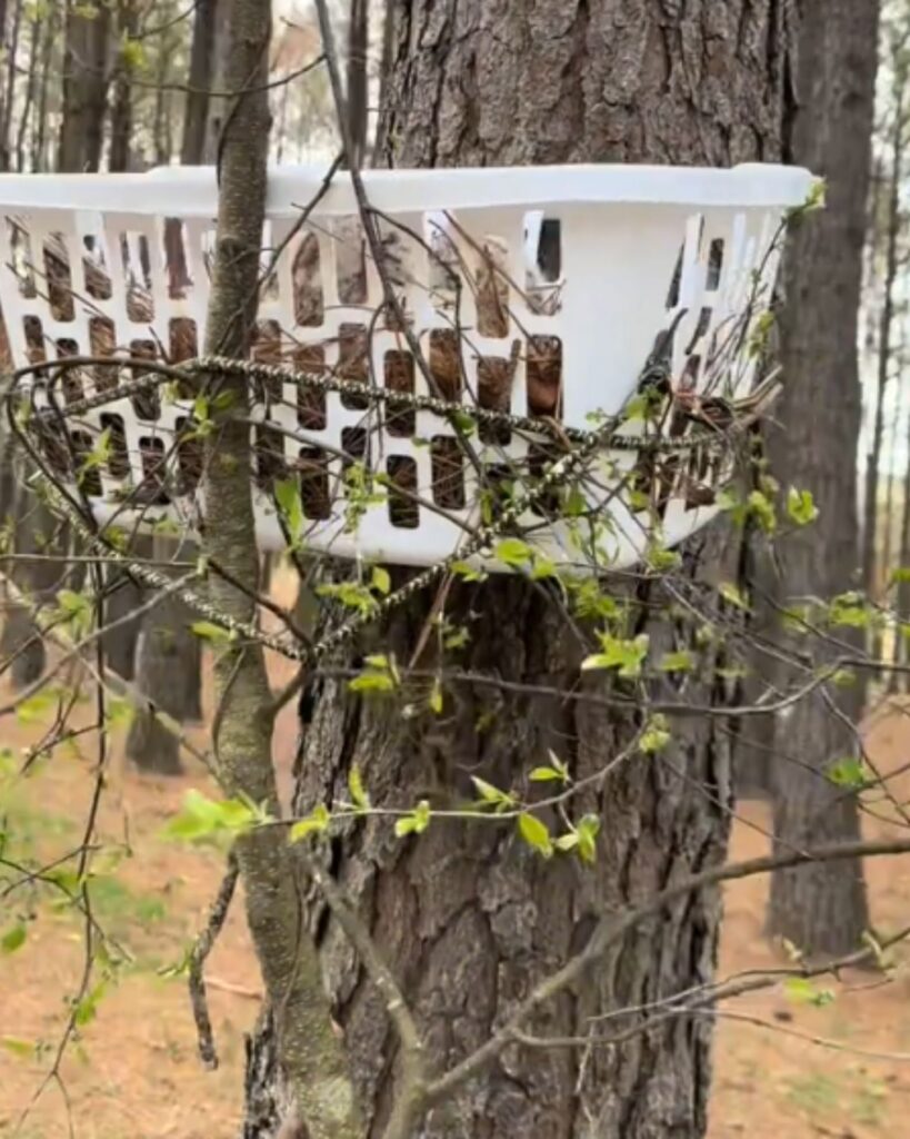 plastic basket tied to a tree