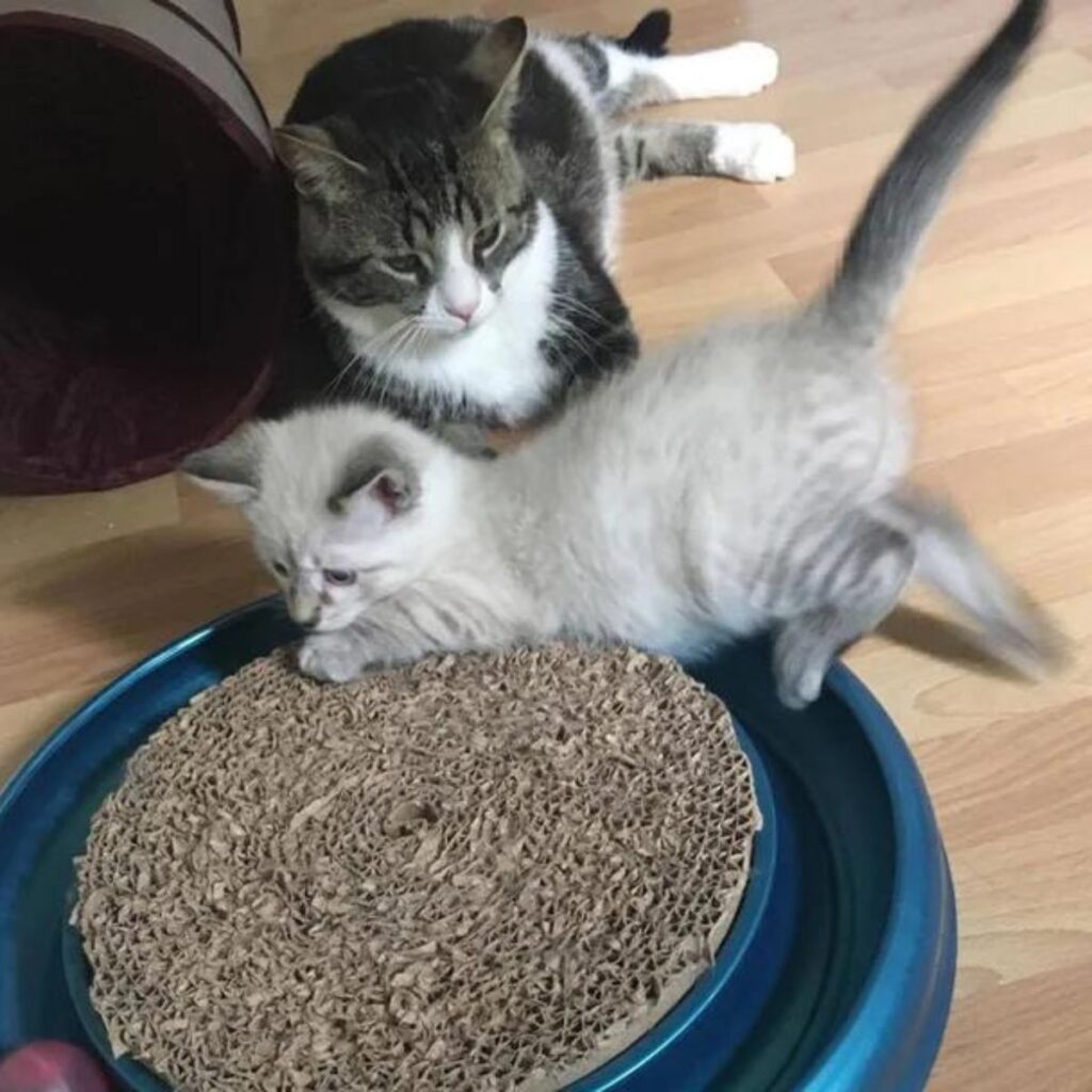playful white kitten