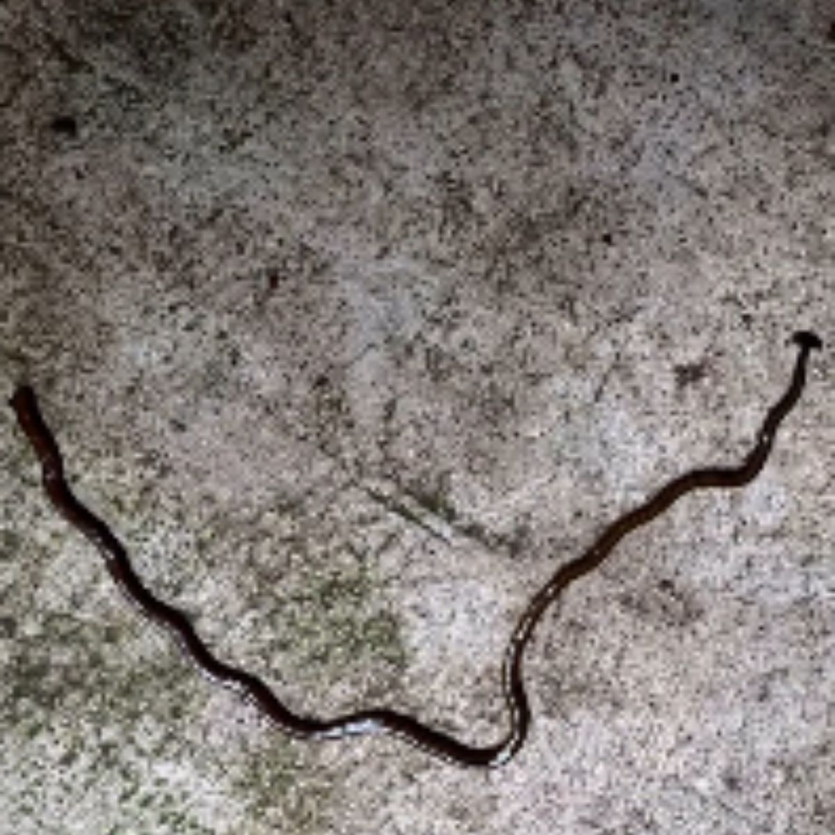 poisonous hammerhead worm