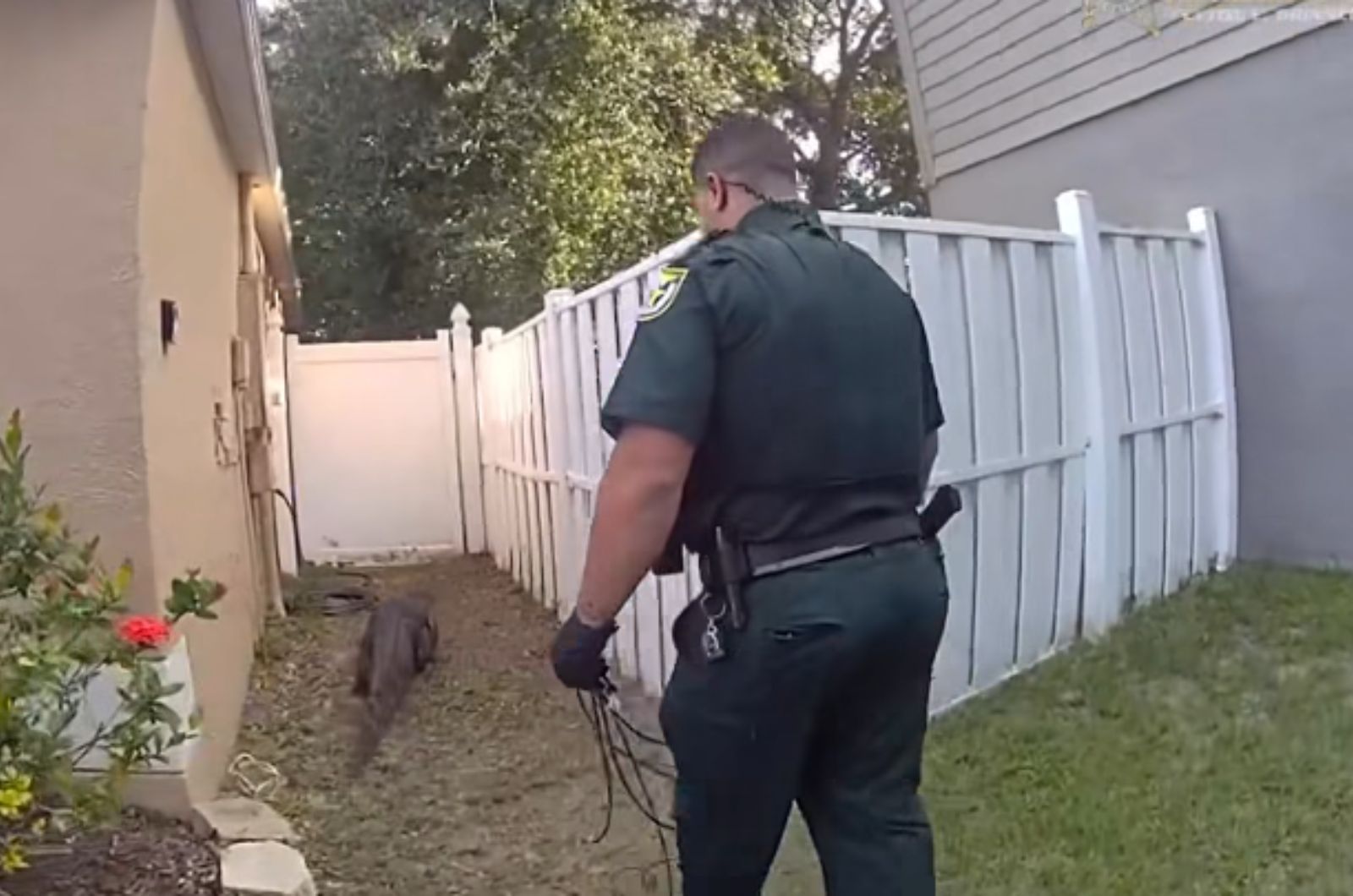 policeman chasing alligator