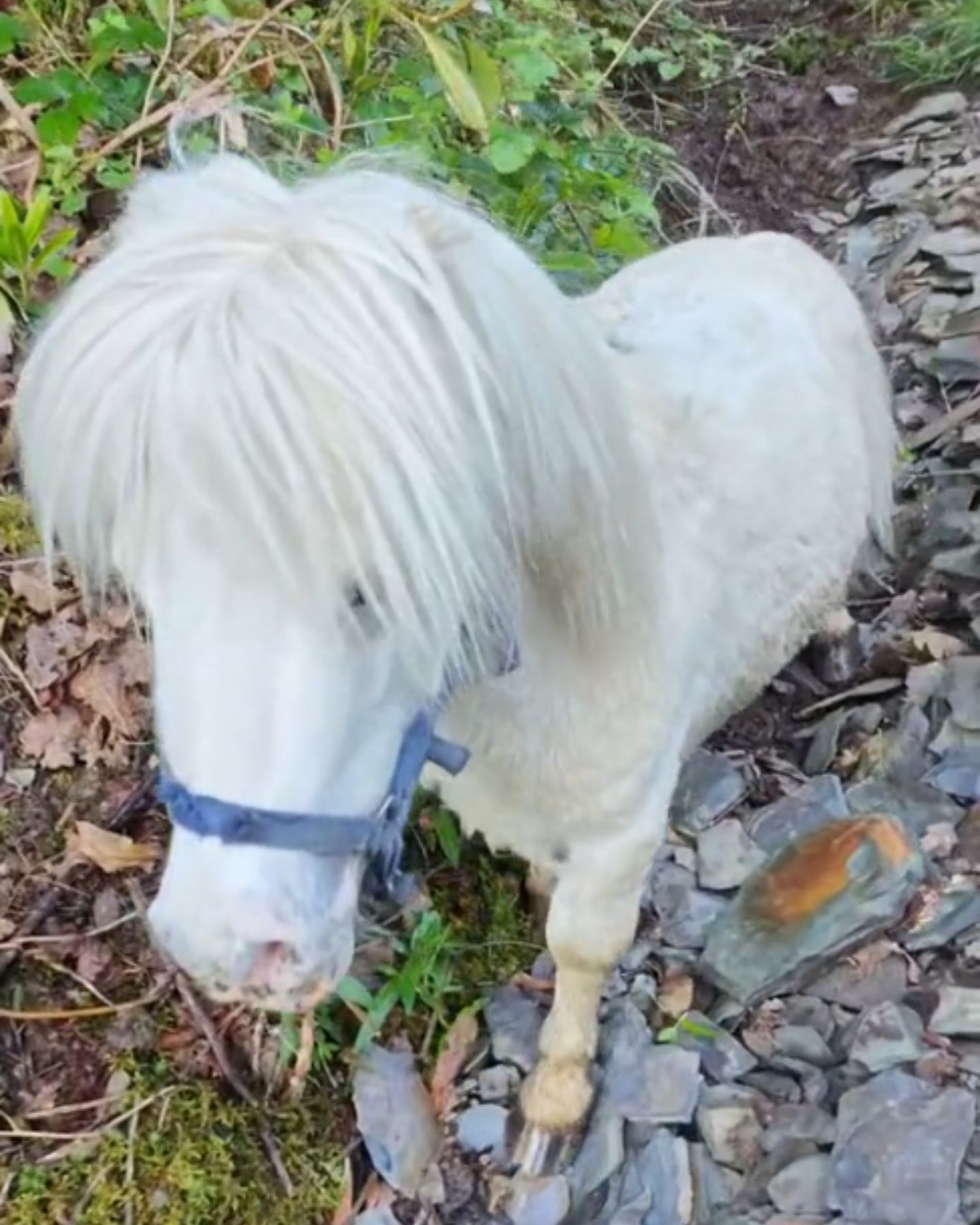 pony in a ditch