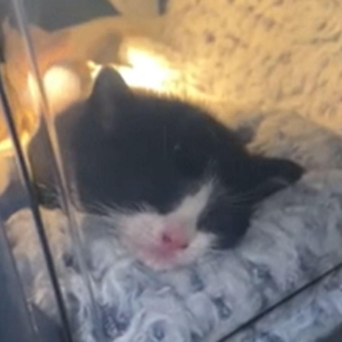 poor black kitten is sleeping