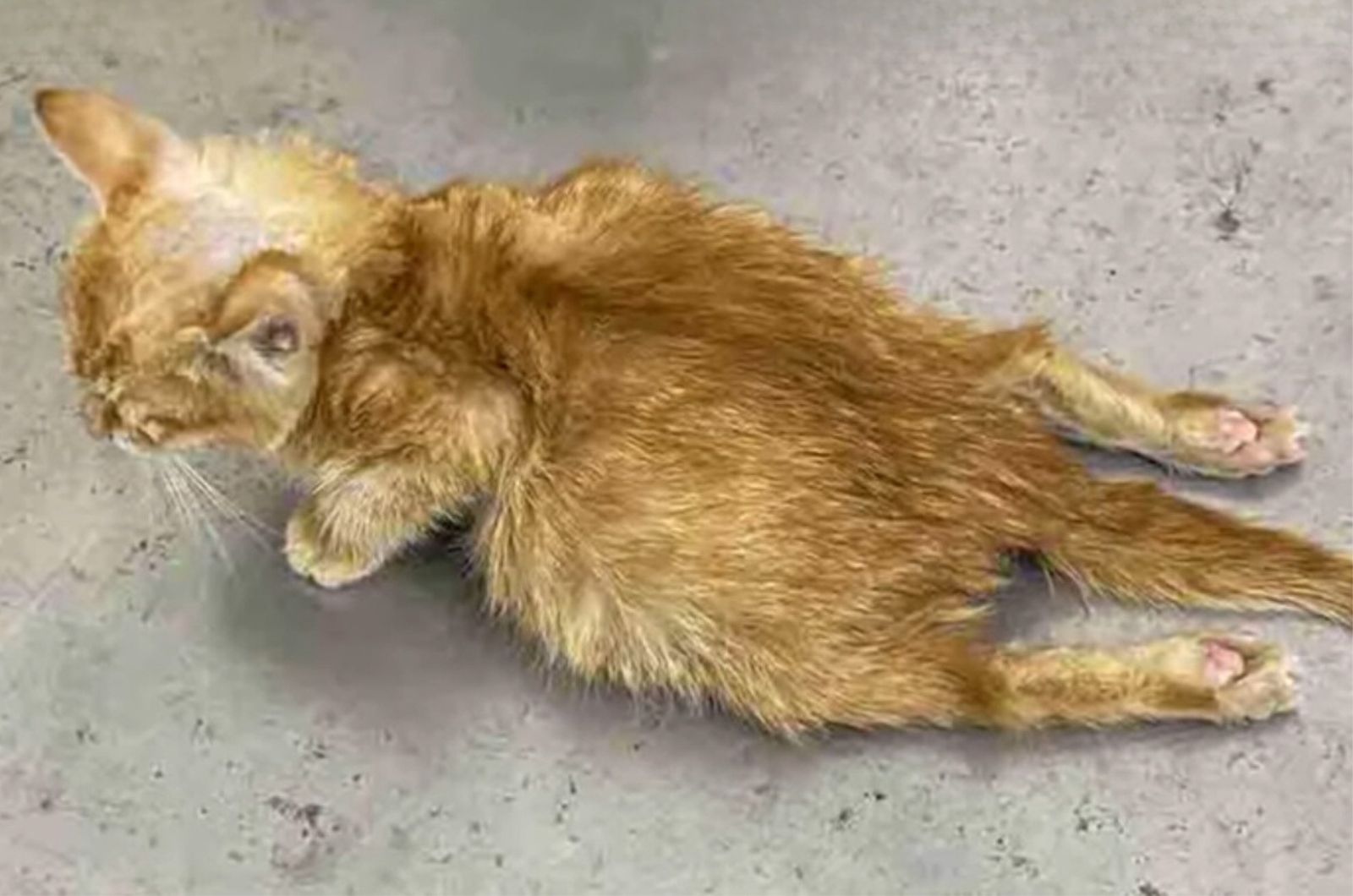 poor disabled kitten