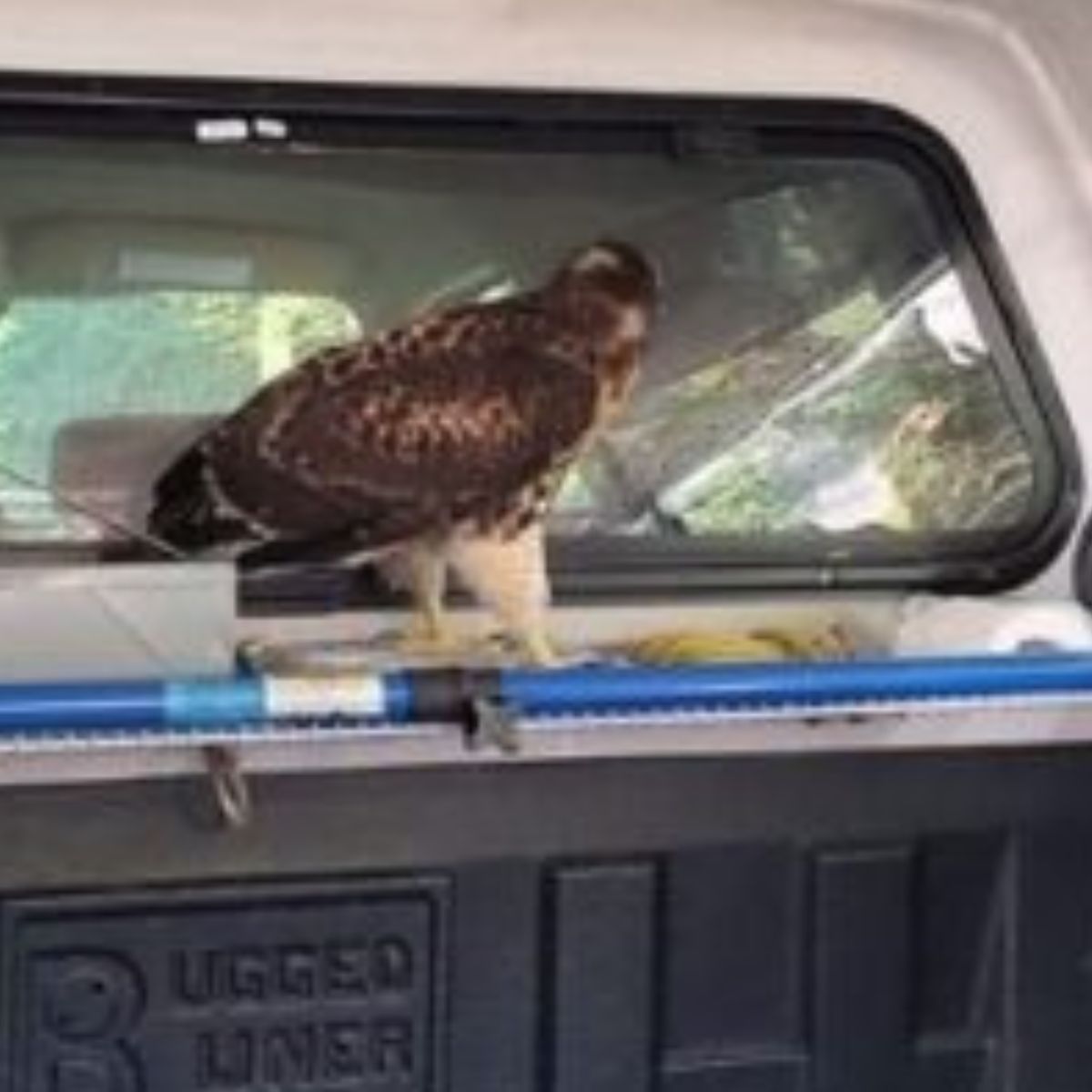 poor hawk in kayaker's truck