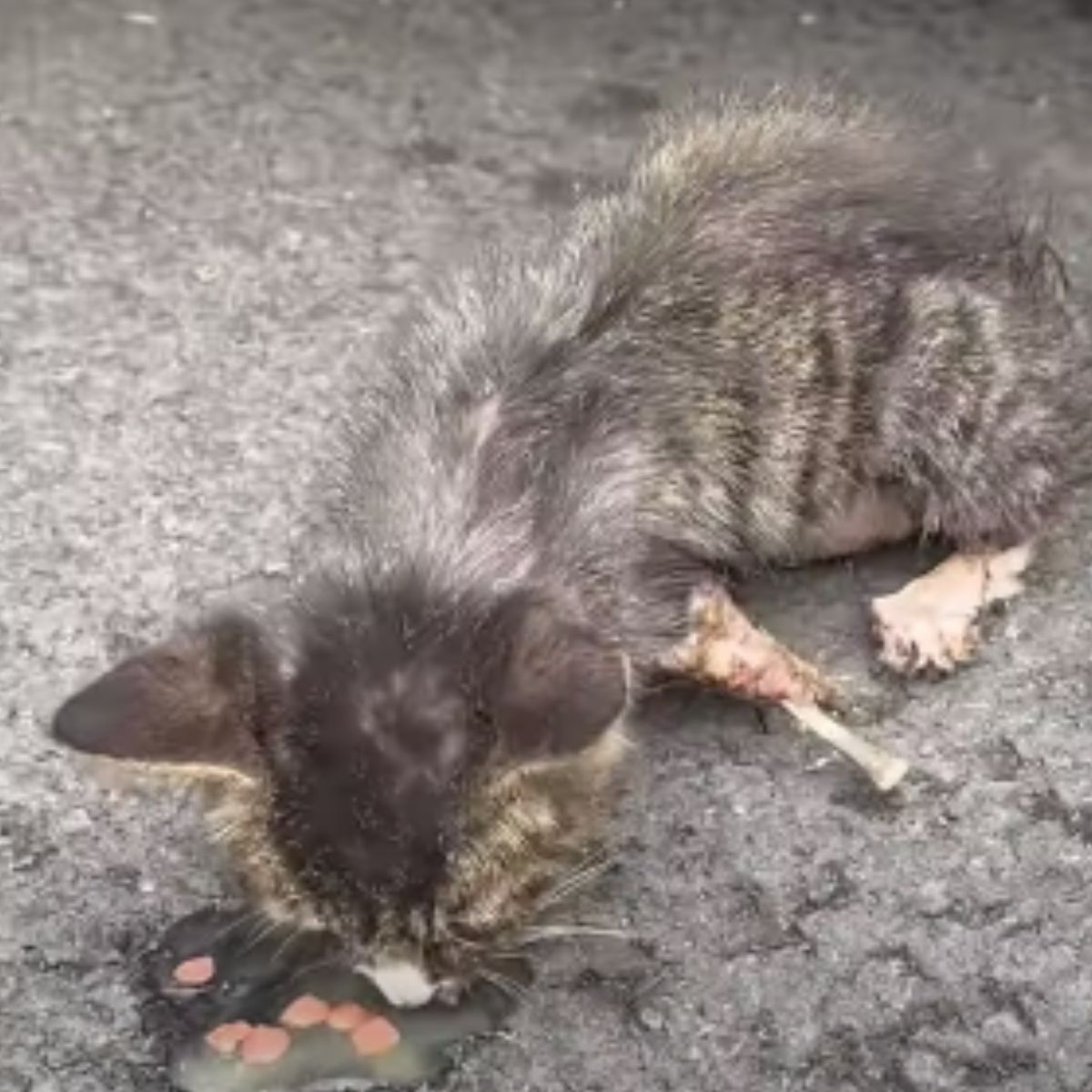 poor injured kitten is eating