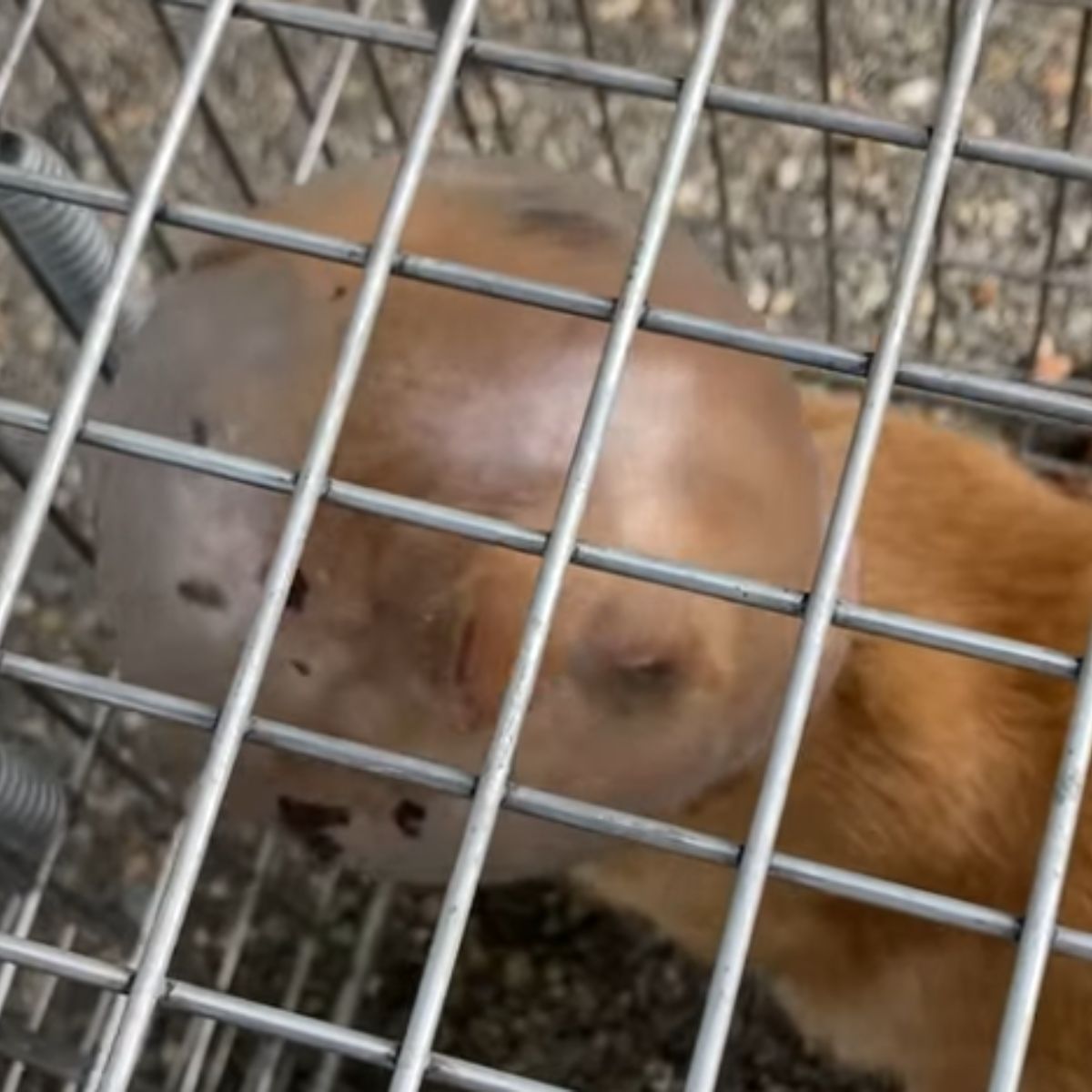 poor kitten with glass bowl