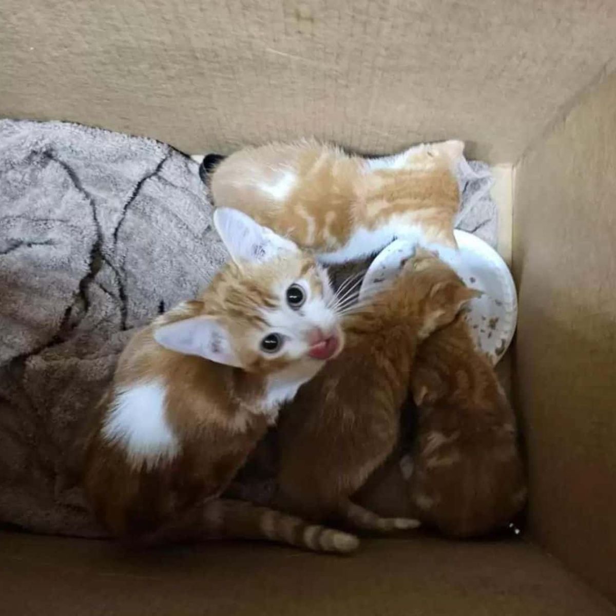 poor kitties in a box