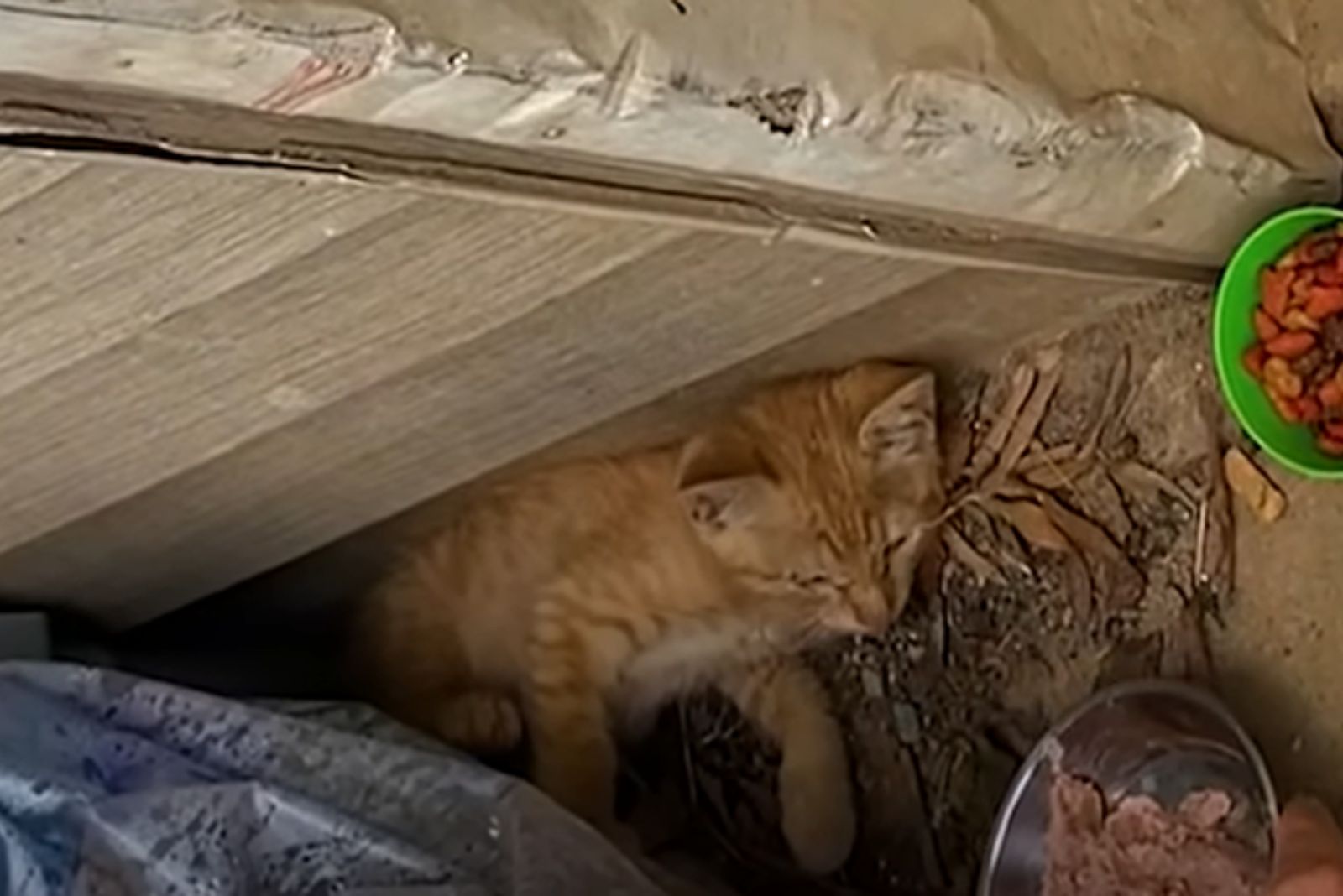 poor tiny ginger kitten