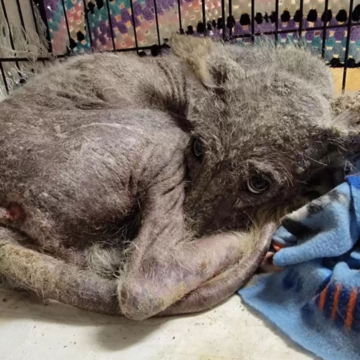 poor unfamiliar animal