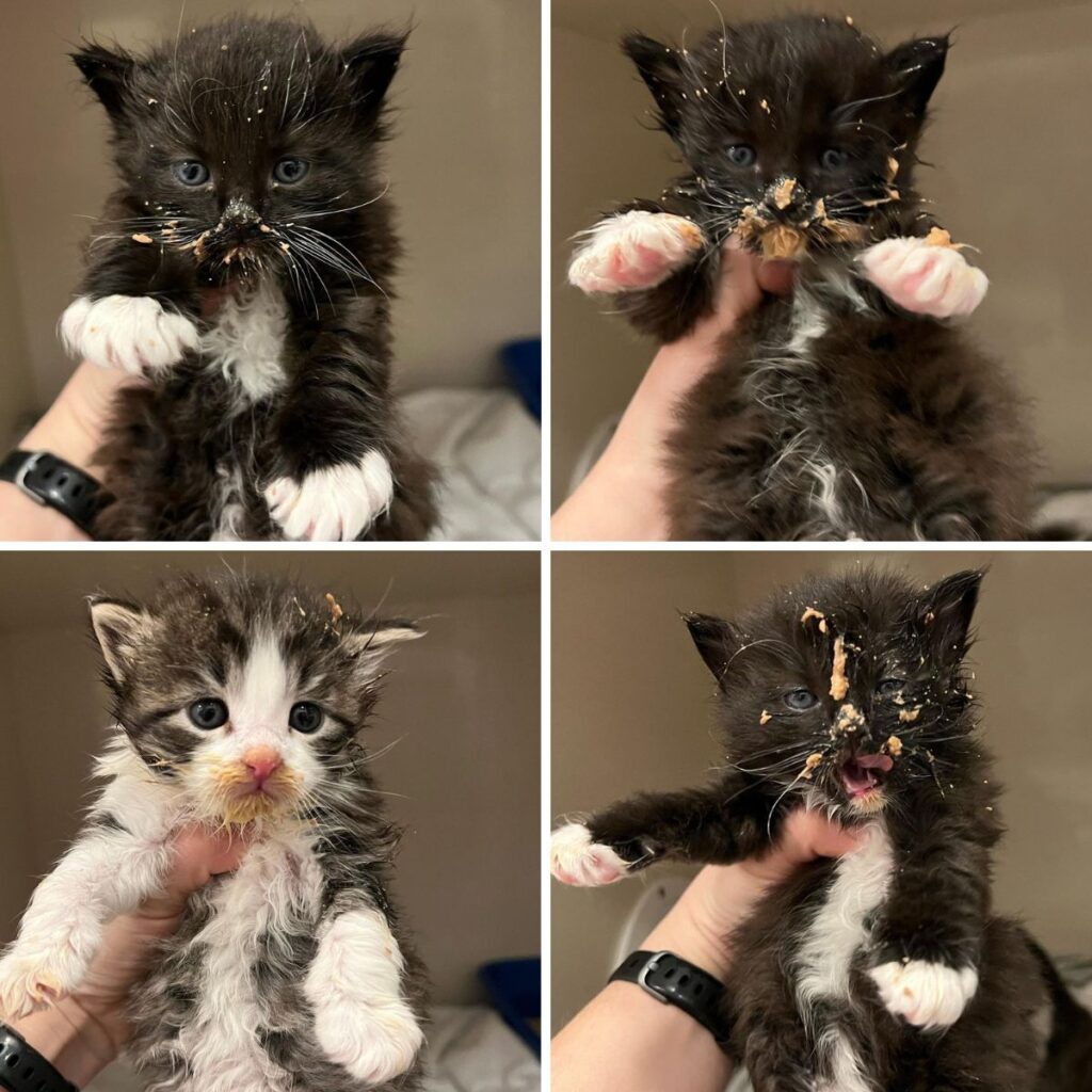 portrait of a dirty kitten