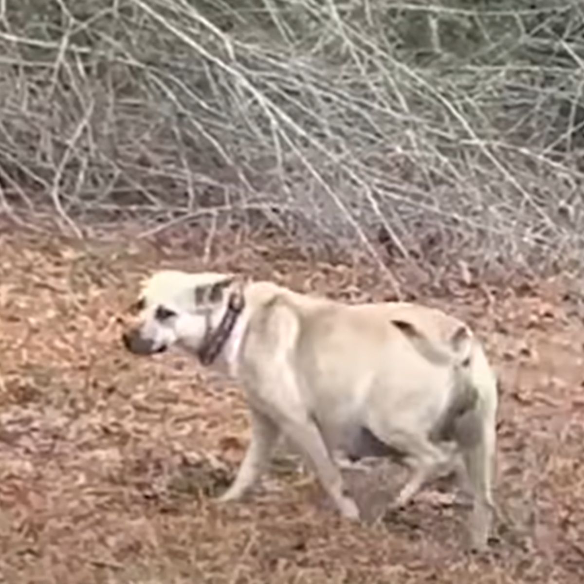 pregnant dog in parking lot