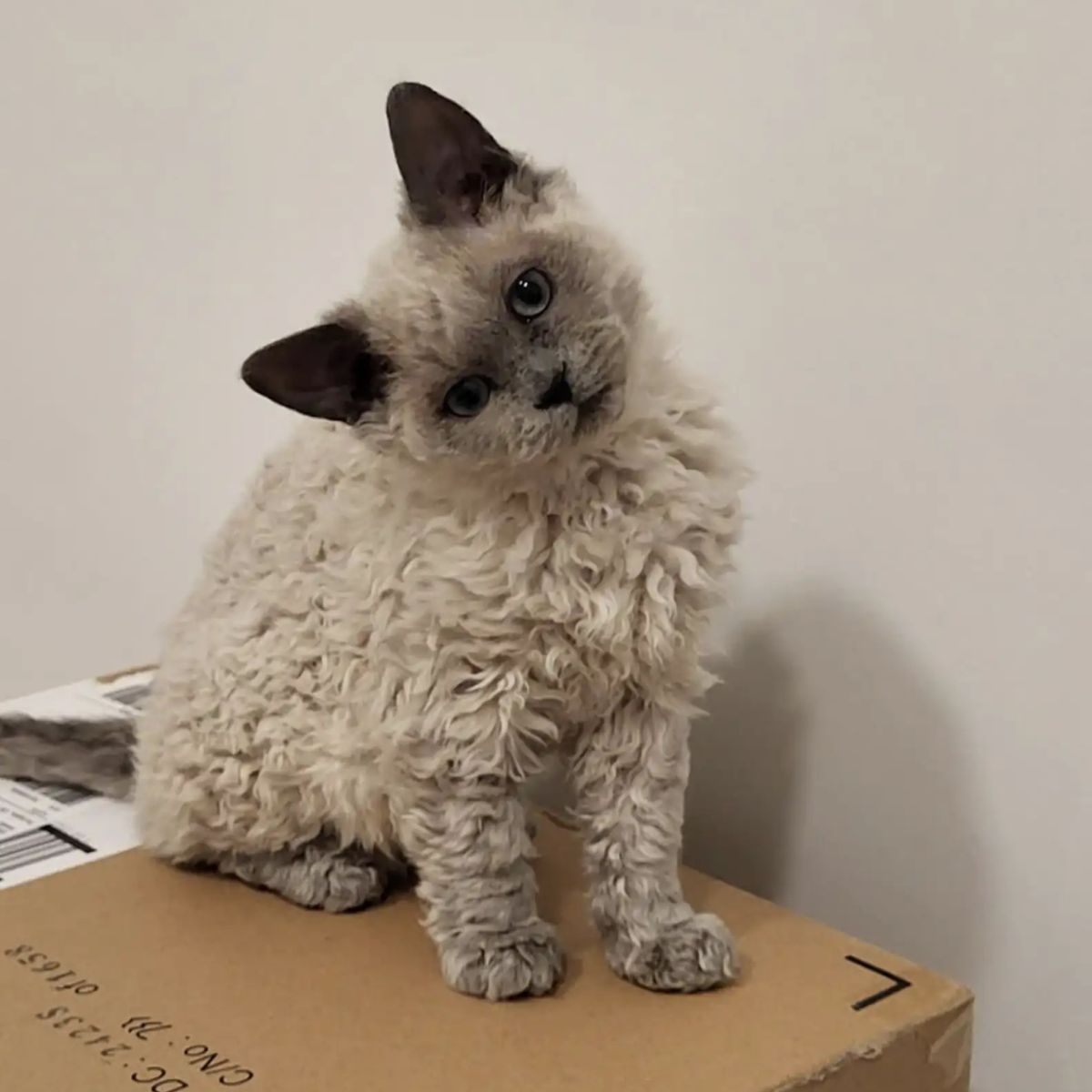 pretty fluffy kitten