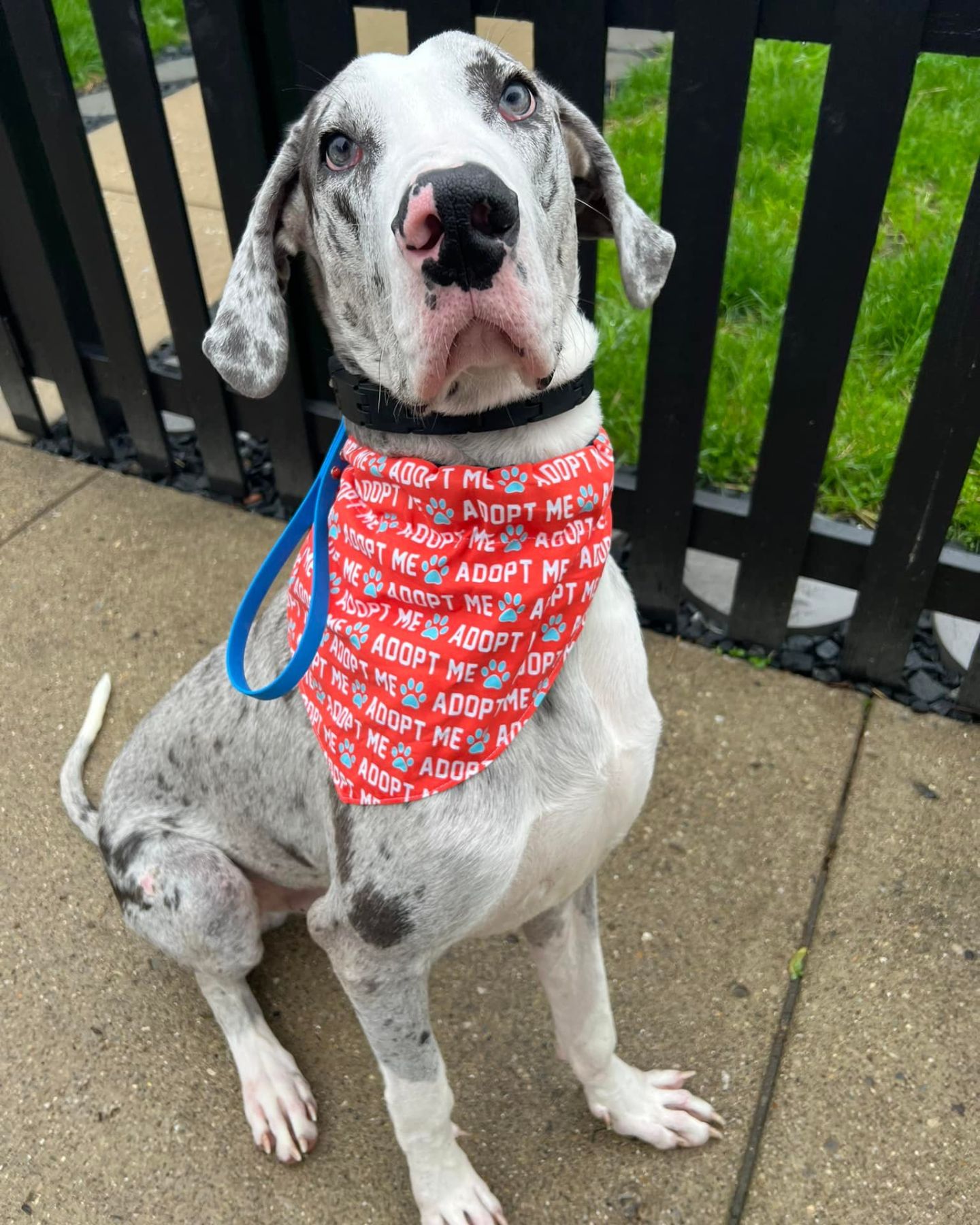 pretty puppy with scarf around neck