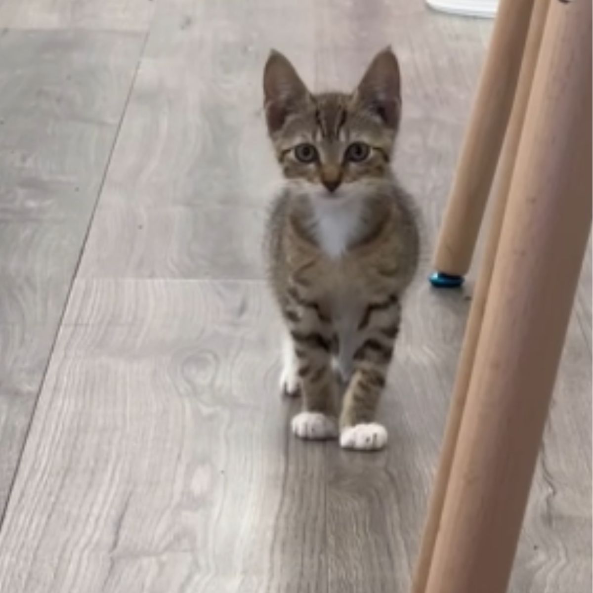 pretty rescued kitten