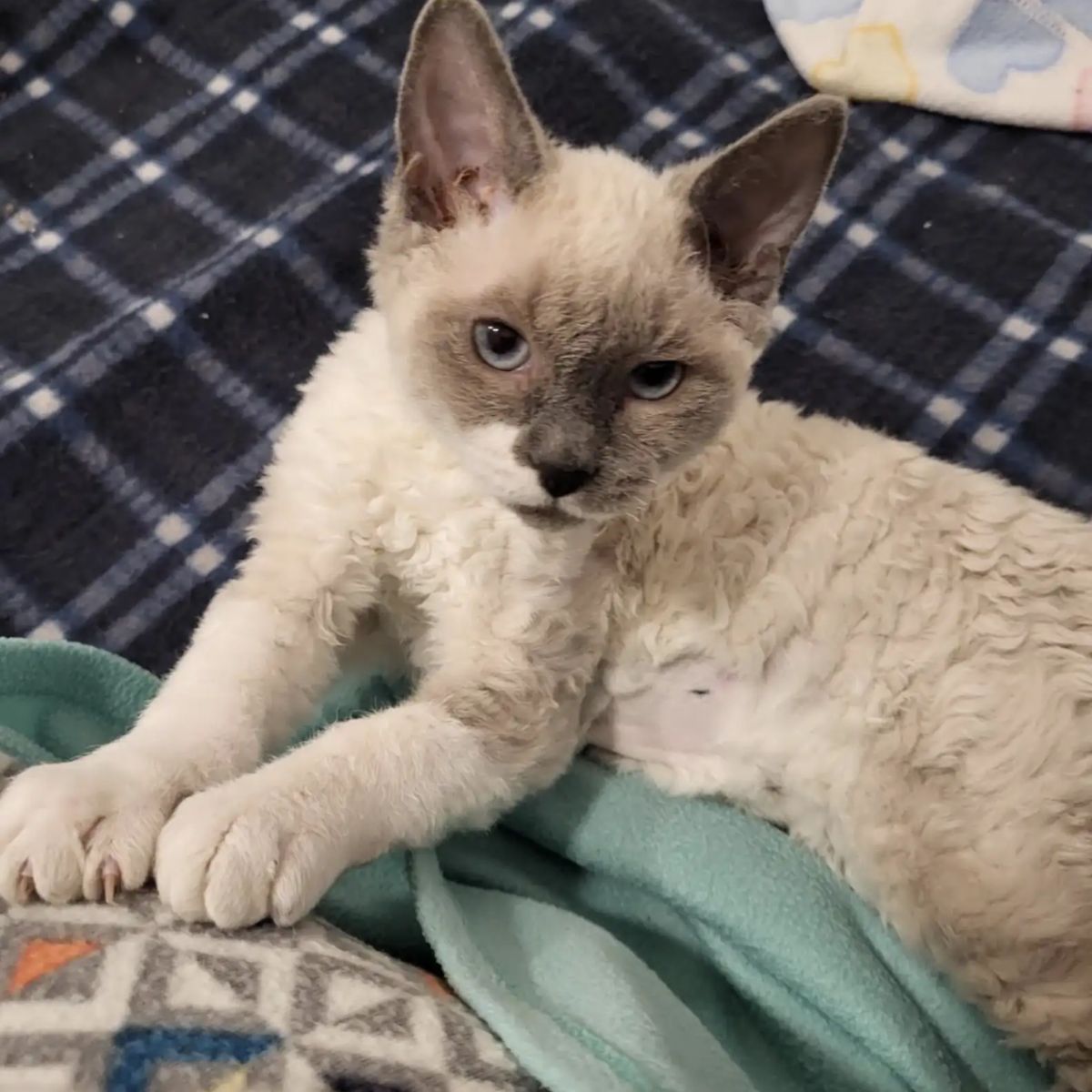 pretty white fluffy kitten