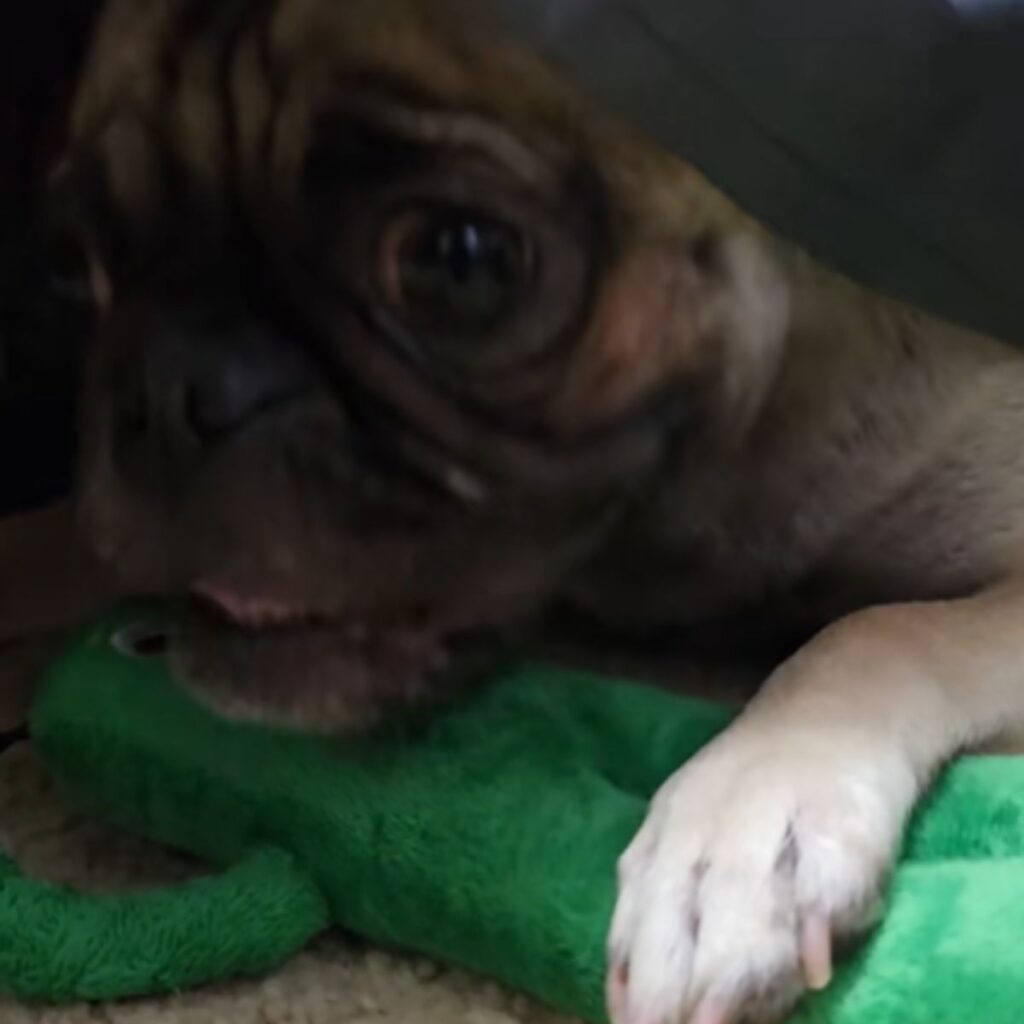 pug sleeps leaning on a stuffed toy