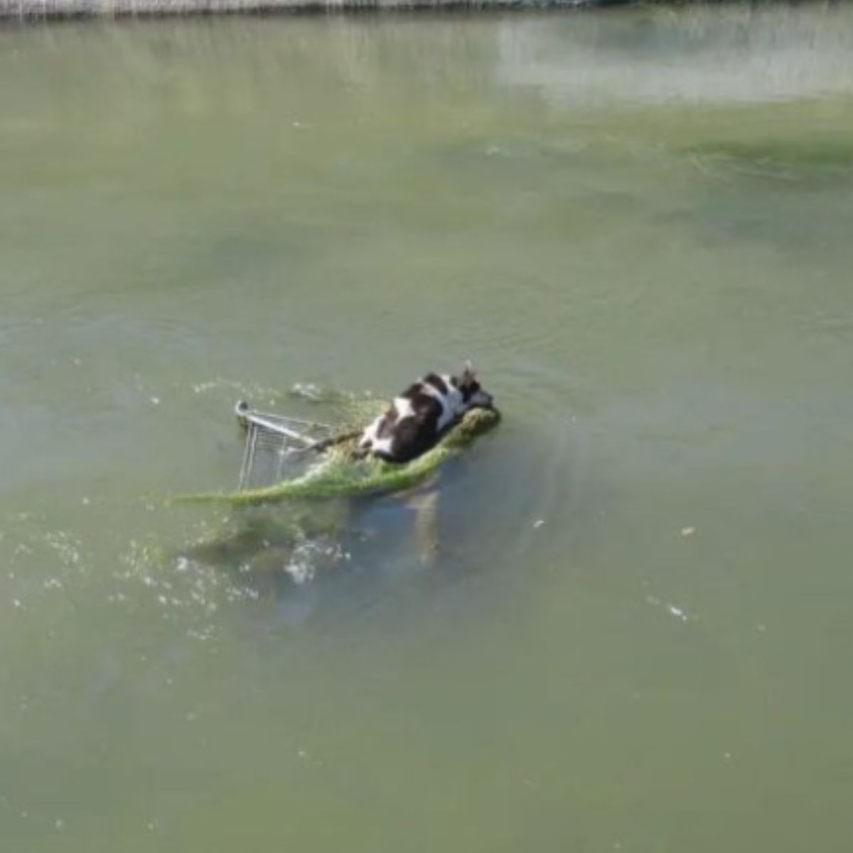 pup found holding to shopping cart in river